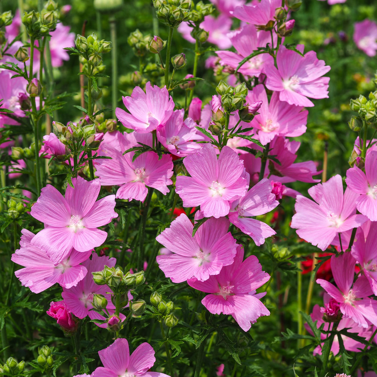 The Sidalcea &#39;Little Princess&#39; 2L features vibrant pink blooms with delicate petals amid green foliage, making it a stunning, colorful choice for perennial flower enthusiasts seeking to enhance their garden.
