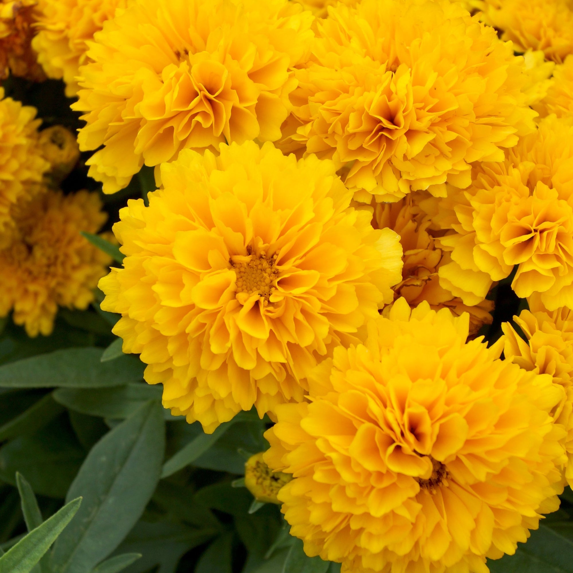 Coreopsis grandiflora Double the Sun (3L)