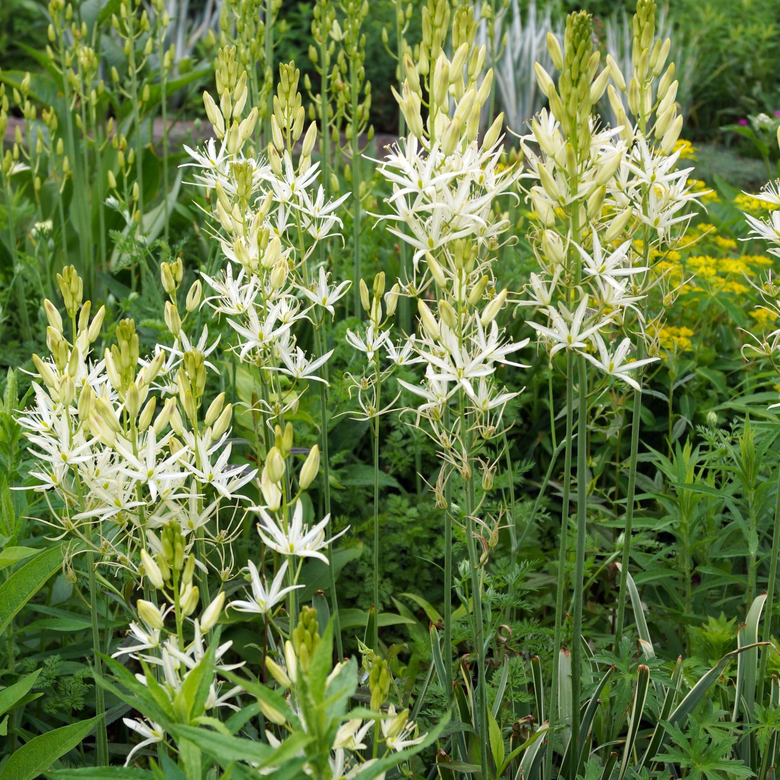 A cluster of creamy-white, star-shaped flowers and pale yellow buds of Camassia leichtlinii Alba 9cm Pot rises on tall green stems, blooming amid lush foliage in the garden.