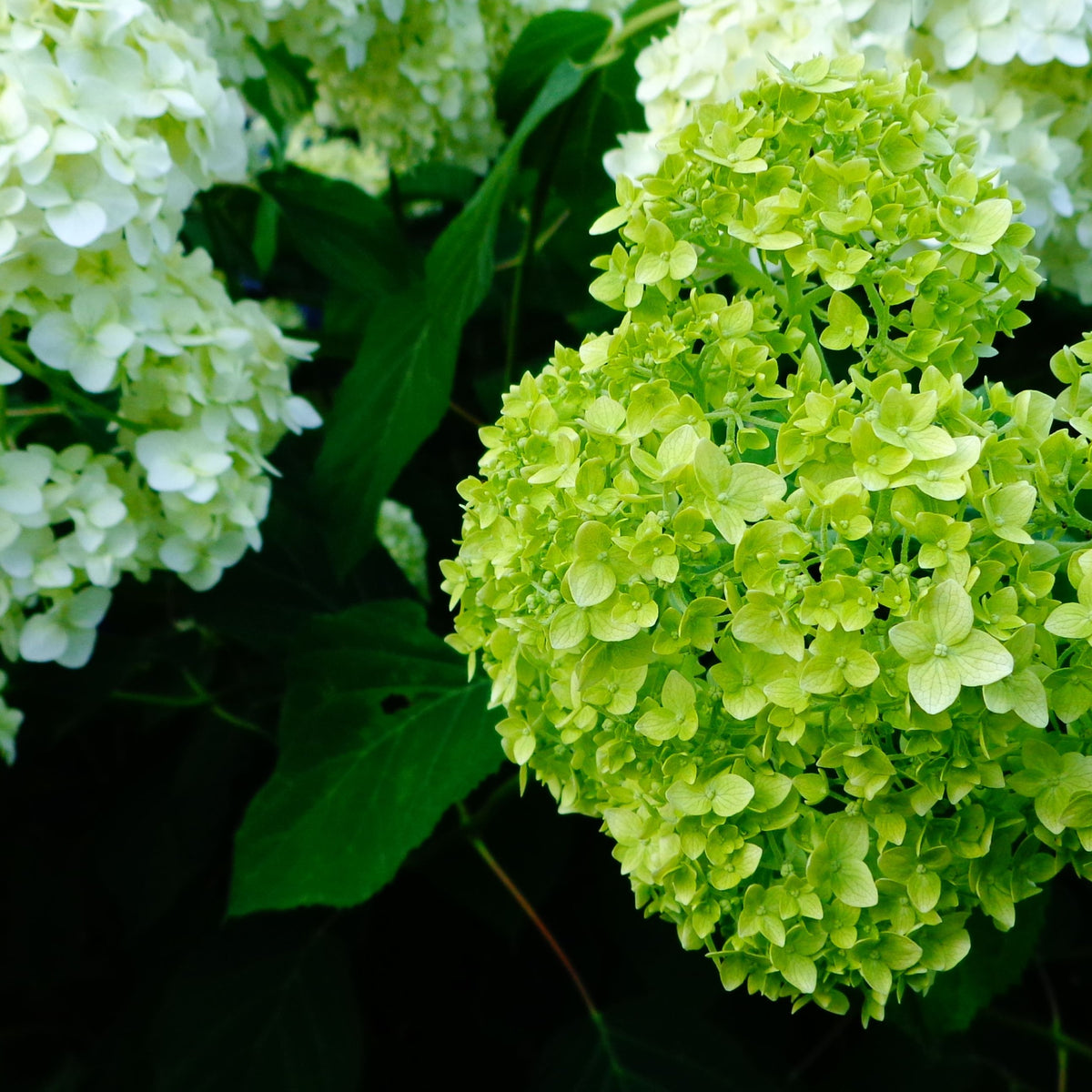 Dwarf Hydrangea arborescens BellaRagazza &#39;Limetta&#39; 3L