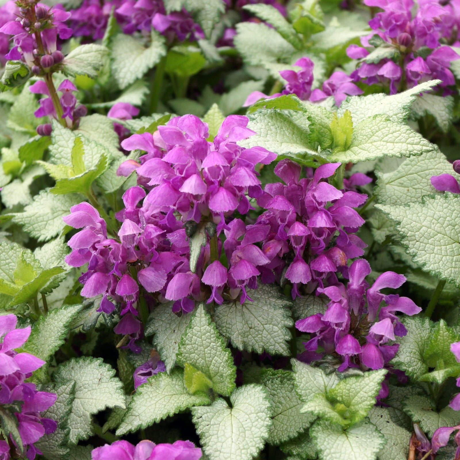 Lamium mac. Dark Purple 9cm is a shade-loving perennial groundcover with clusters of vibrant purple, bell-shaped flowers and silvery, textured leaves, perfect for brightening any shady spot.