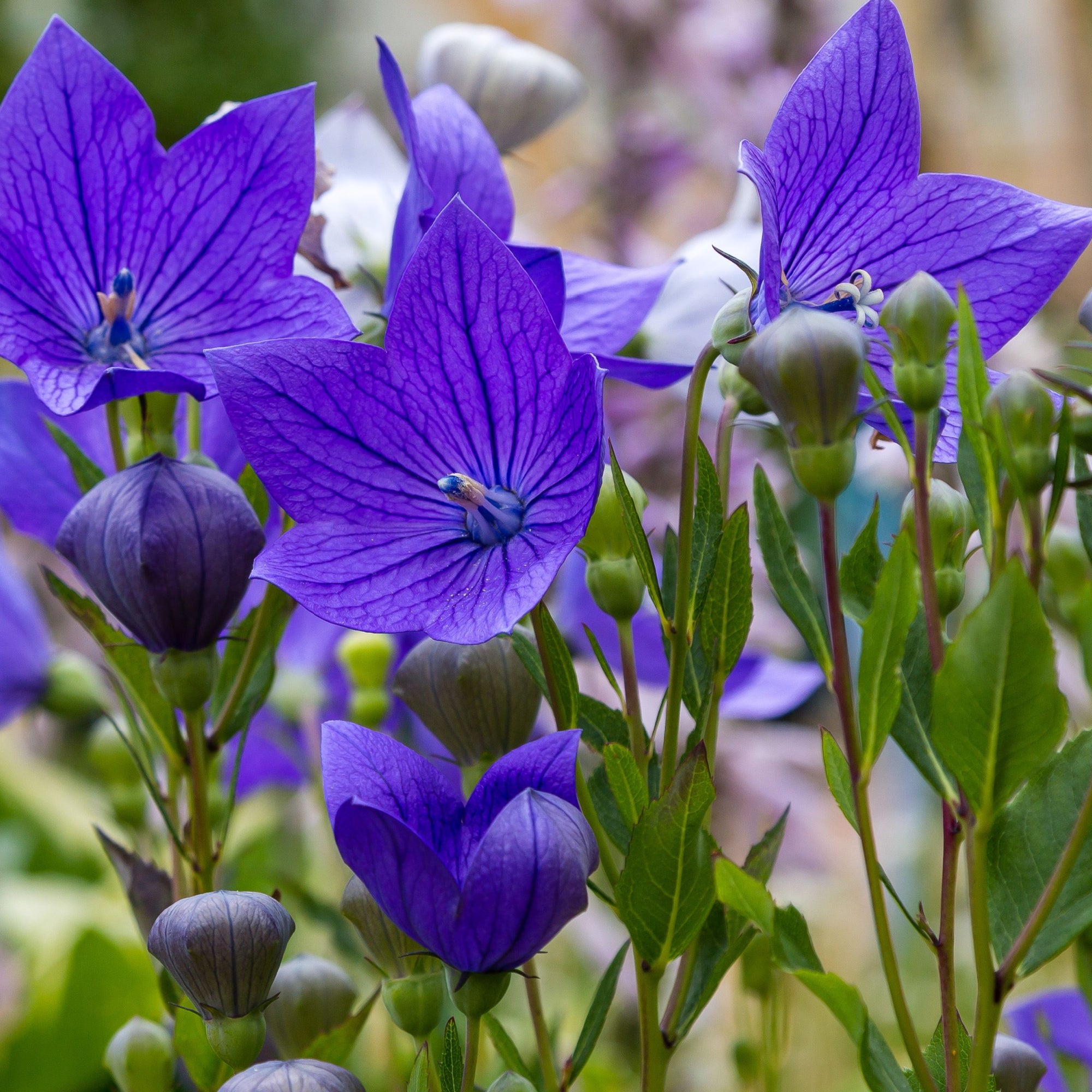 Platycodon grandiflora Blue 9cm