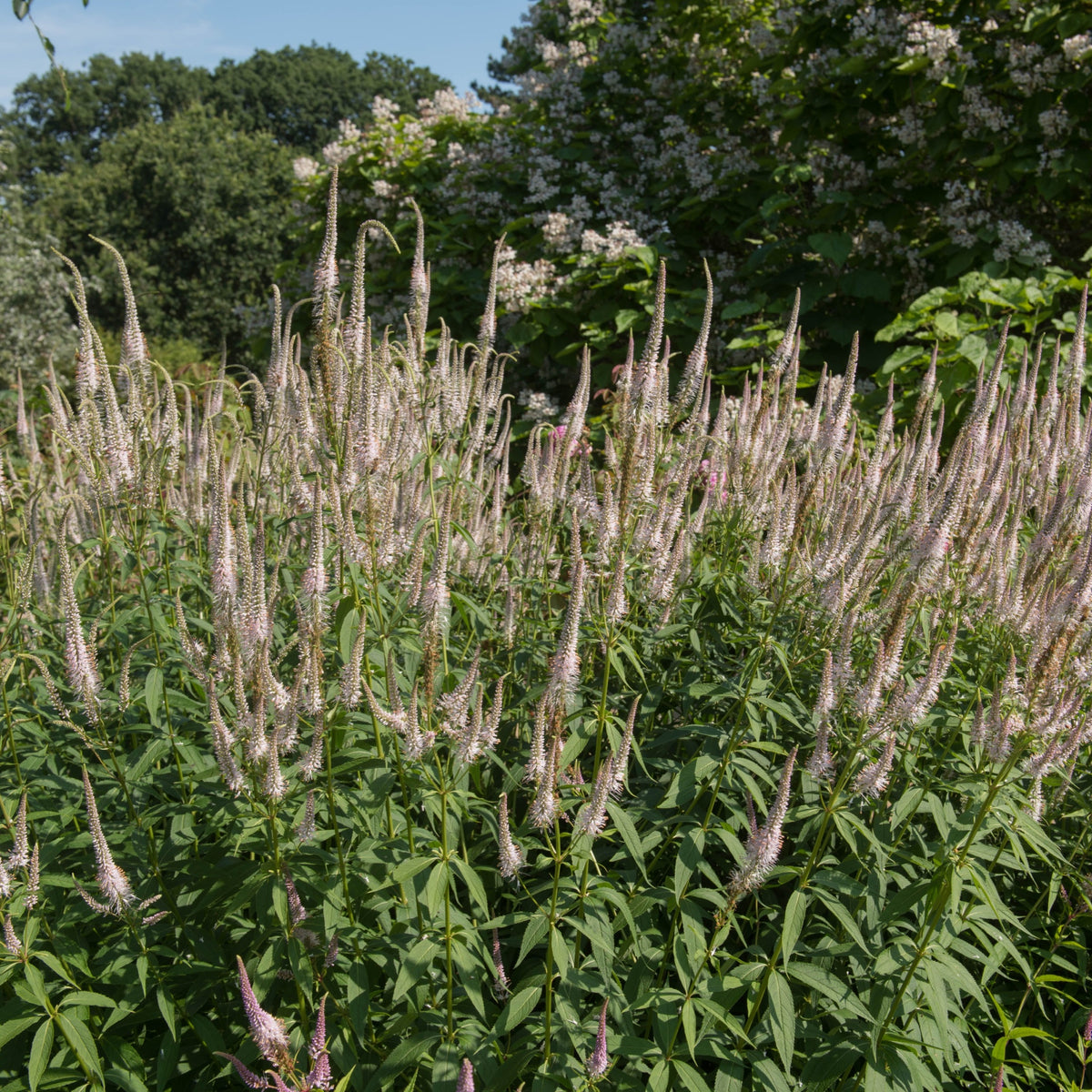 Veronicastrum virginanum Pink Glow 9cm Pot