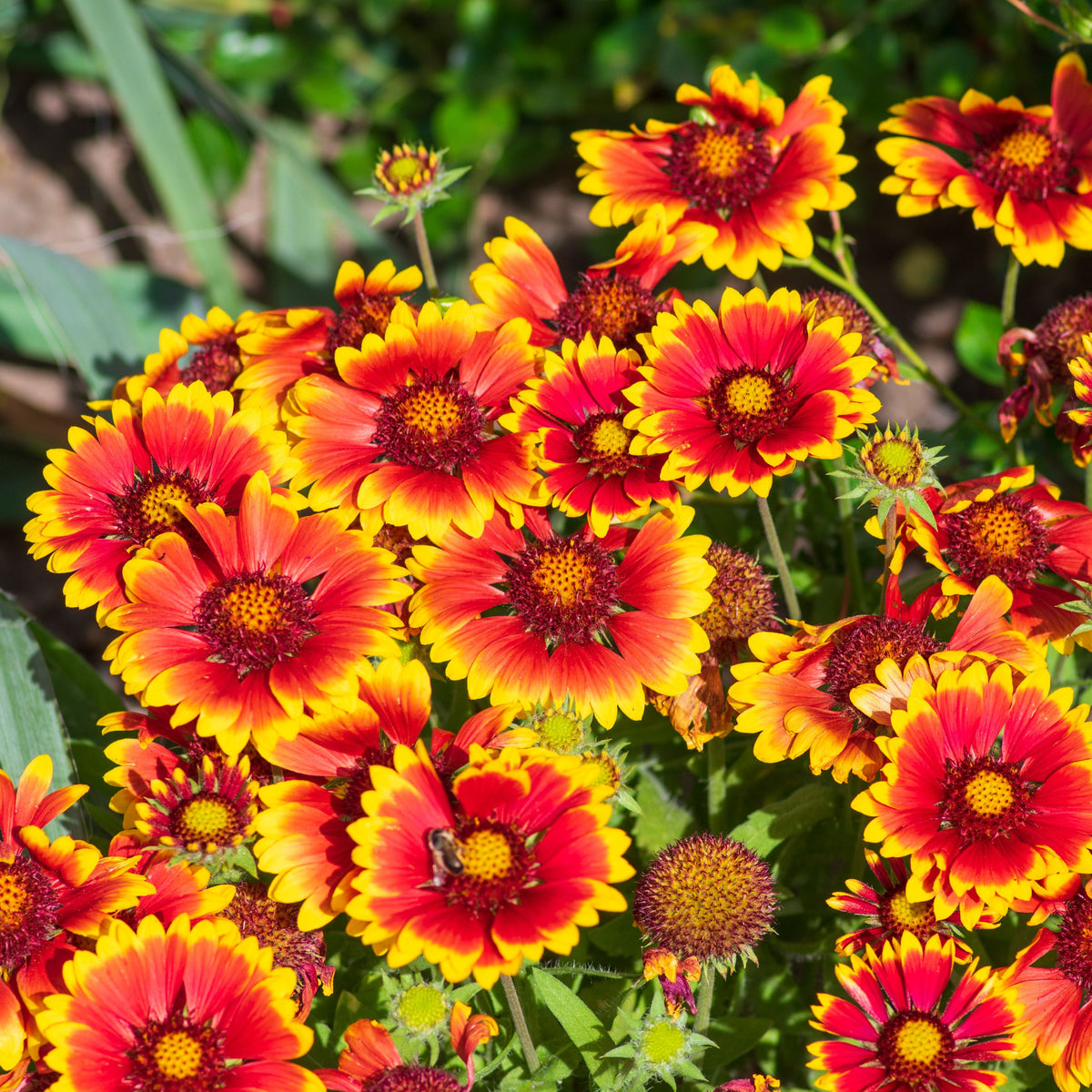 A vibrant cluster of Gaillardia aristata Sunrita Red Yellow Tip 9cm, a drought-tolerant perennial, blooms brightly with daisy-like red and yellow petals amid green foliage, bathed in sunlight.
