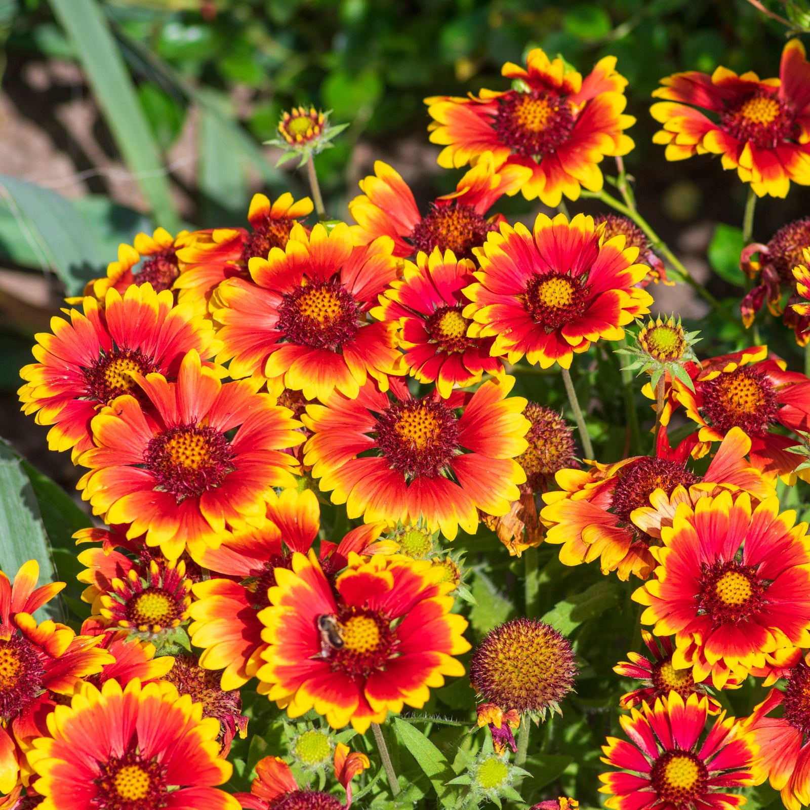 A vibrant cluster of Gaillardia aristata Sunrita Red Yellow Tip 9cm, a drought-tolerant perennial, blooms brightly with daisy-like red and yellow petals amid green foliage, bathed in sunlight.