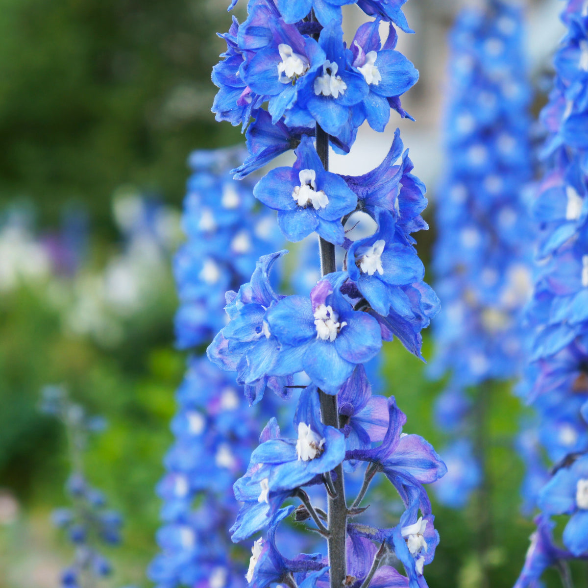 A close-up of Delphinium &#39;Blue Bird&#39; 9cm, displaying its vivid blue perennial blooms on tall spikes set against a softly blurred green and blue background.