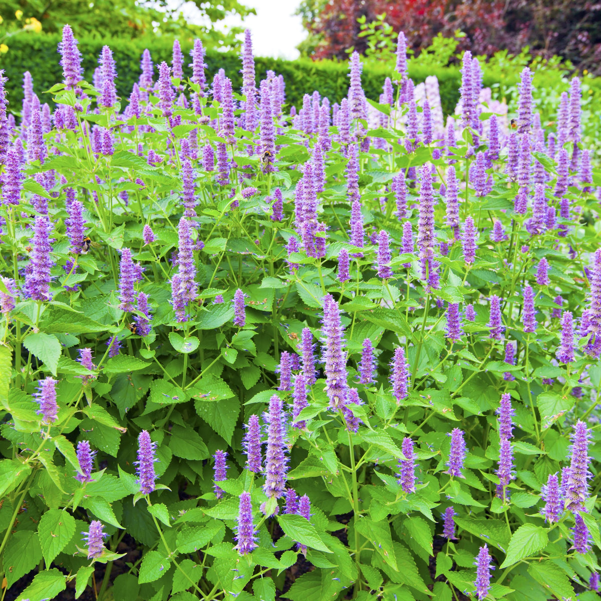 AGASTACHE &#39;Blue Fortune&#39; 9cm
