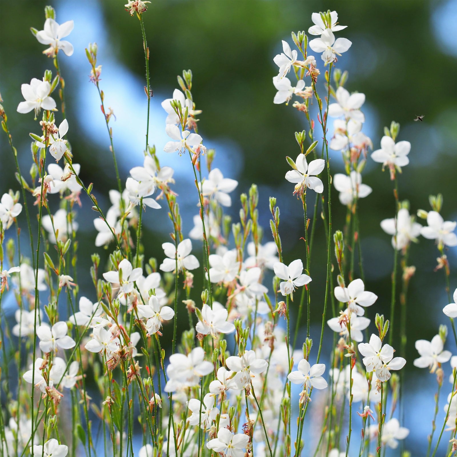 Gaura lindheimeri Sparkle White 2L features tall, delicate stems with small white perennial blooms, offering drought tolerance and effortless beauty to any garden with its light, airy appearance.