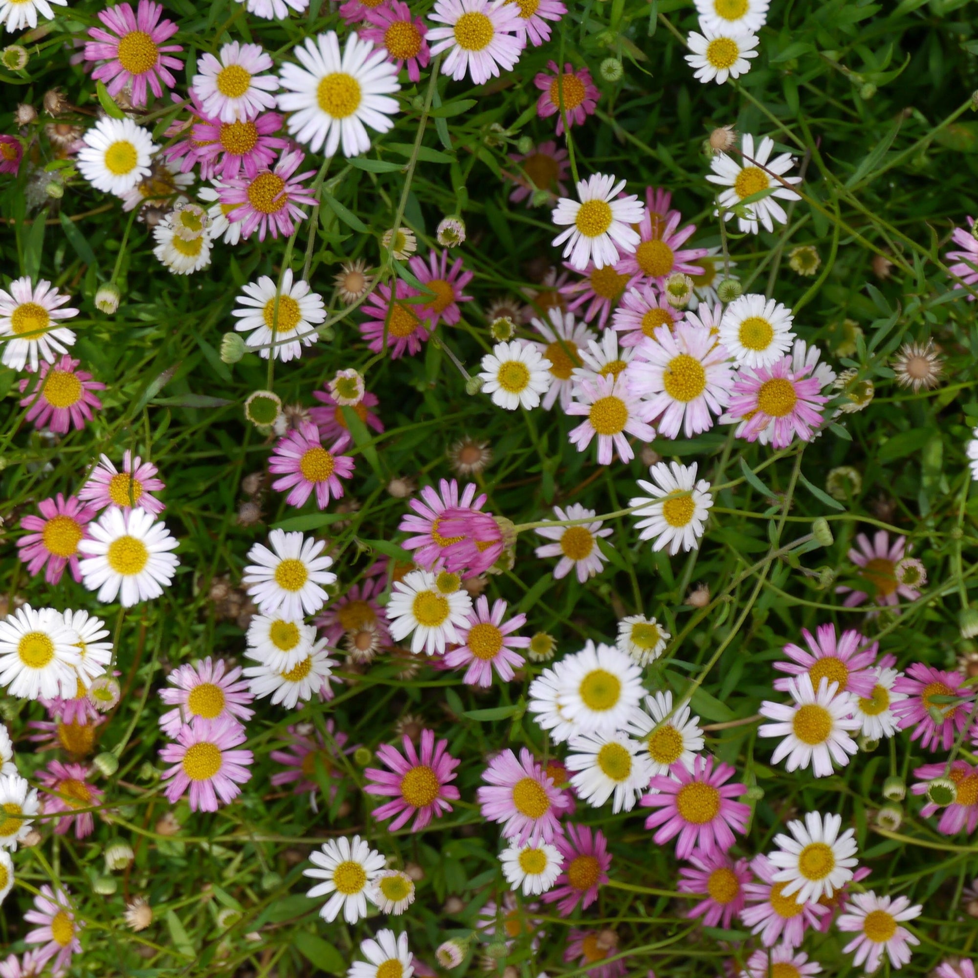 Erigeron karvinskianus Stallone 9cm