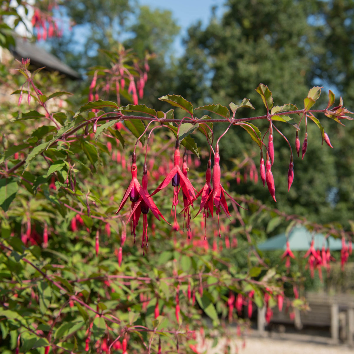 A branch of Hardy Fuchsia &#39;Riccartonii&#39; (9cm / 2L) displays pendulous pink and purple flowers amid green leaves, set against a blurred backdrop of trees and a garden.