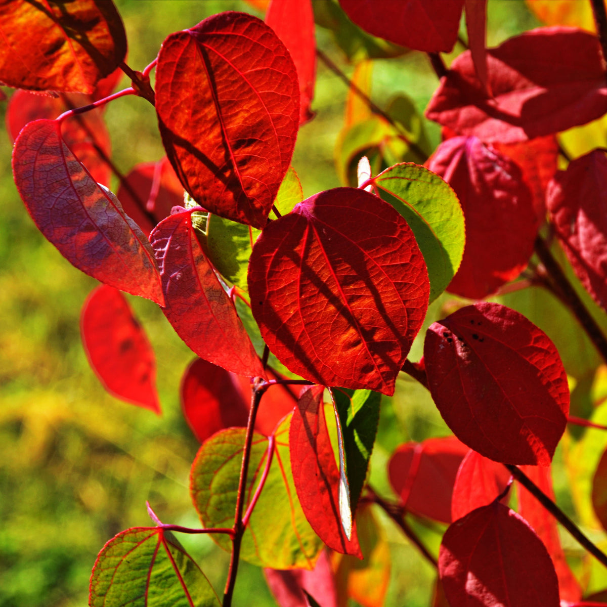 Cercidiphyllum japonicum Katsura 7.5L