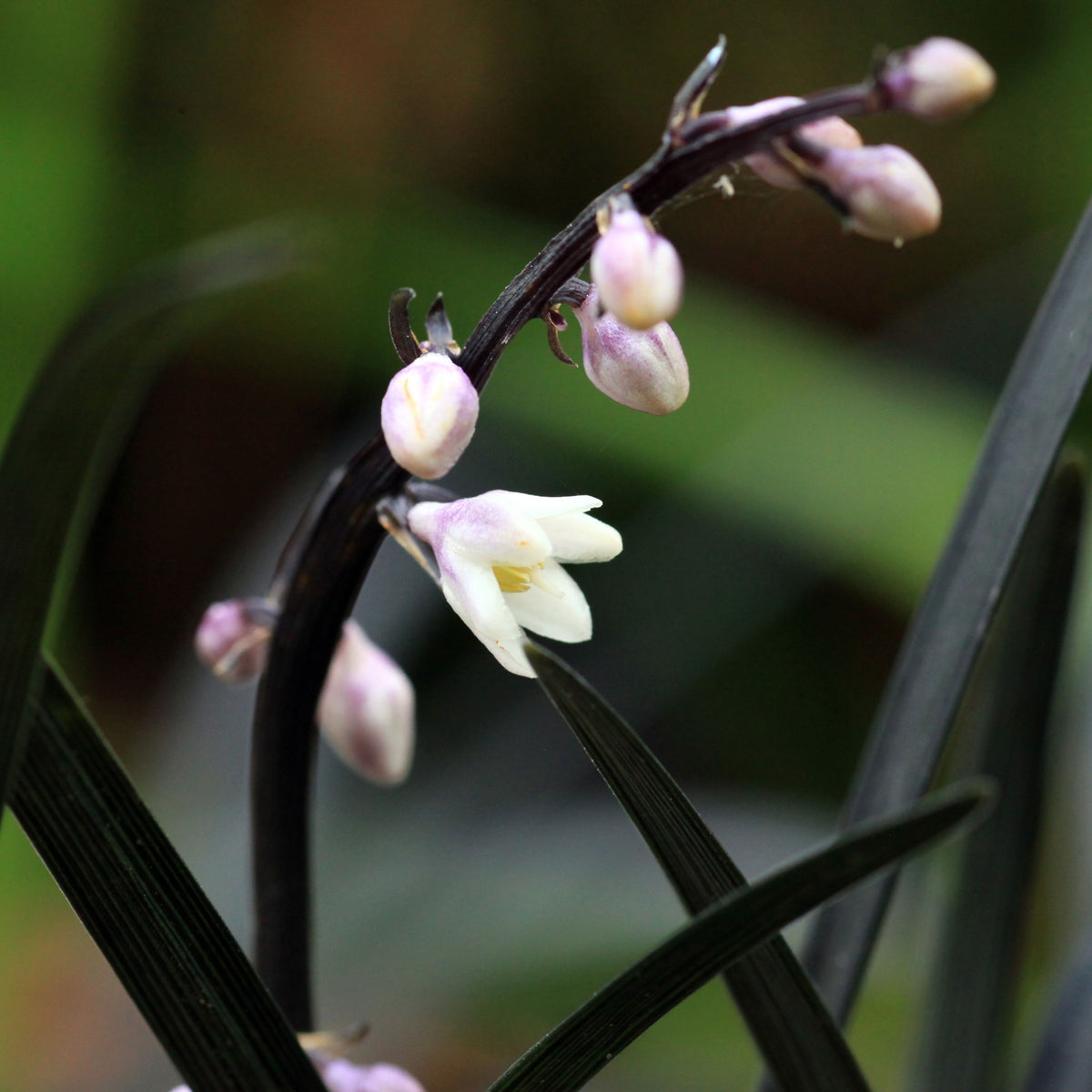 Close-up of Ophiopogon planiscapus Nigrenscens &#39;Black Mondo Grass&#39; 2L: dark stems with pale purple and white buds and a single open white flower, encircled by long green leaves. Striking ground cover for gardens.