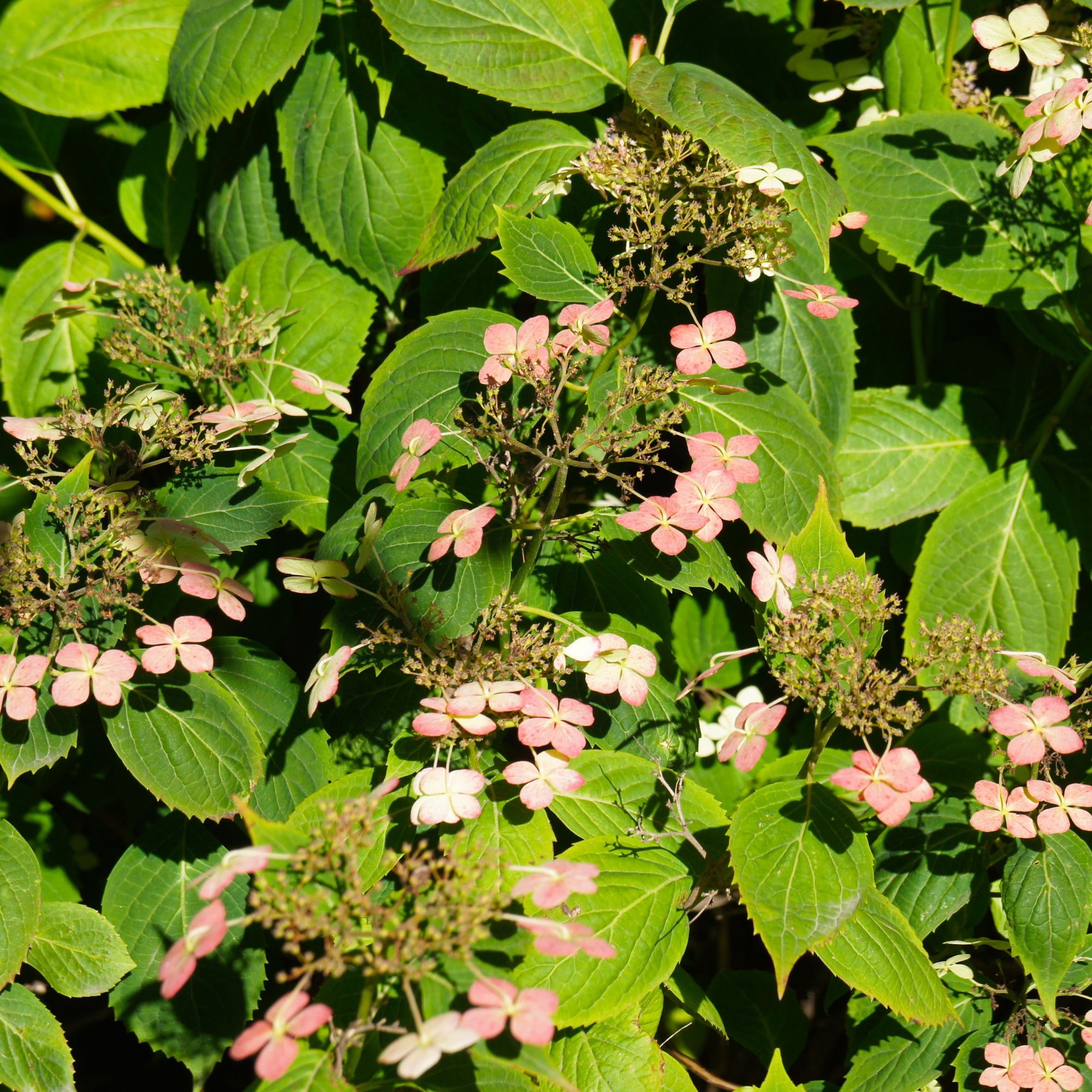 Hydrangea paniculata 'Dharuma' 9.5L