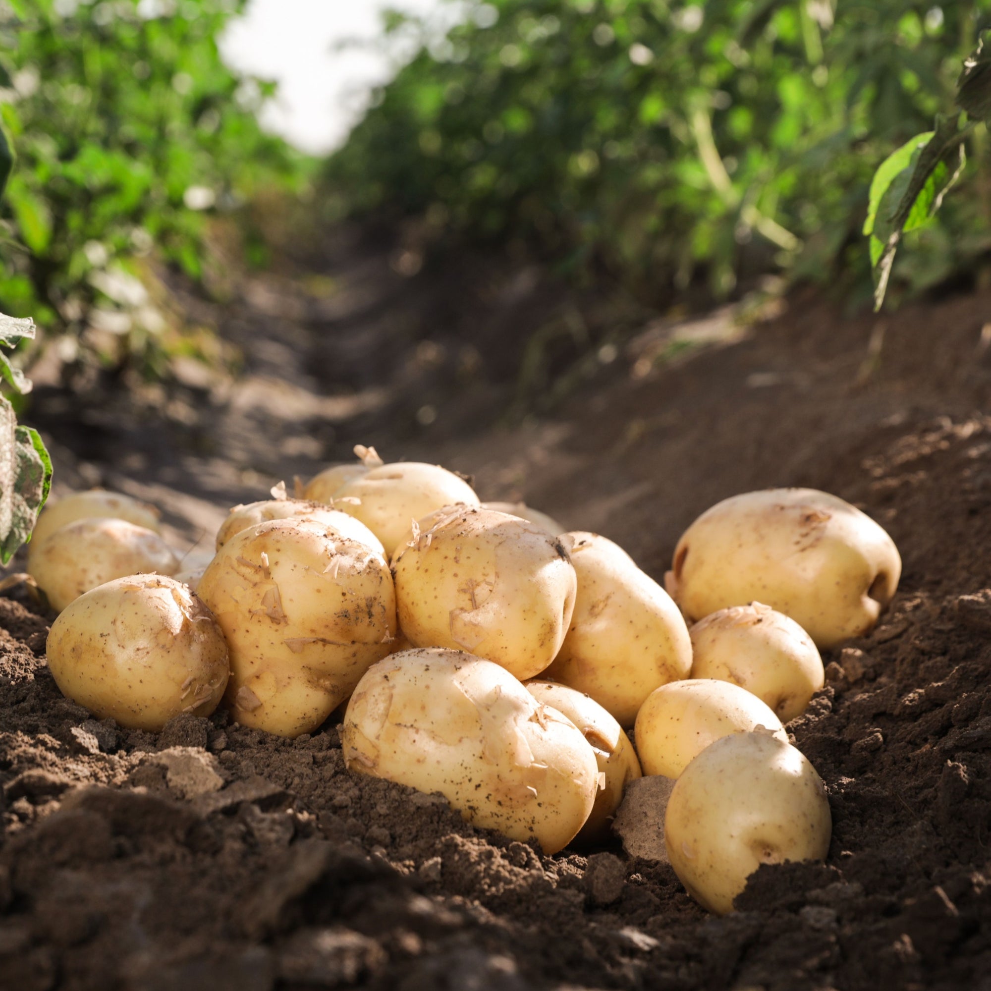 Rocket Seed Potatoes 2KG