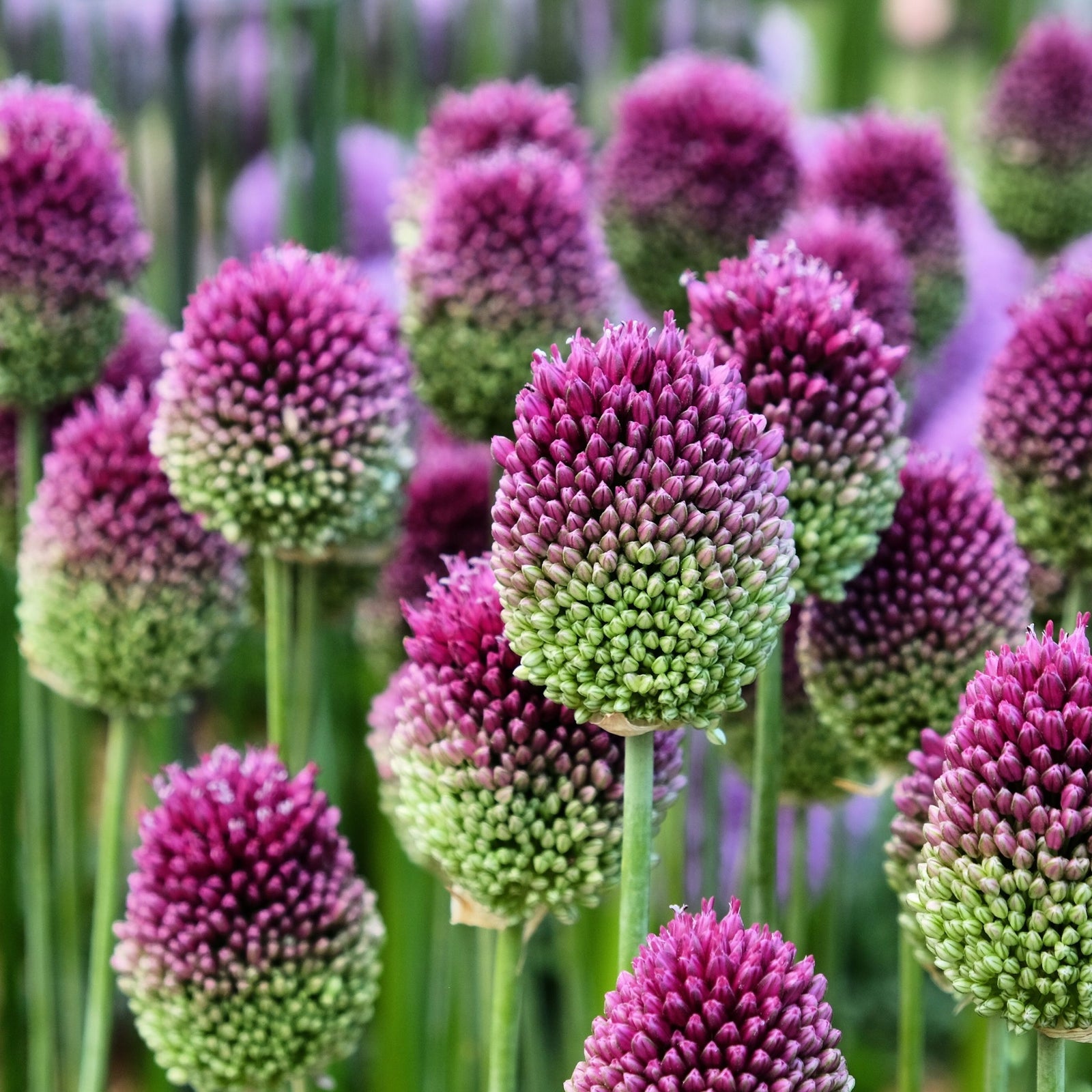 A cluster of Allium sphaerocephalon displays perennial blooms that transition from green at the base to deep purple at the tips, rising on tall green stems to add striking color to any garden.