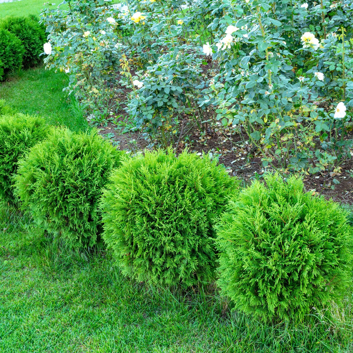 A row of compact, neatly trimmed Thuja occidentalis &#39;Danica&#39; (2L/3L/10L) lines the lawn, with blooming white roses and leafy plants in a garden bed behind.