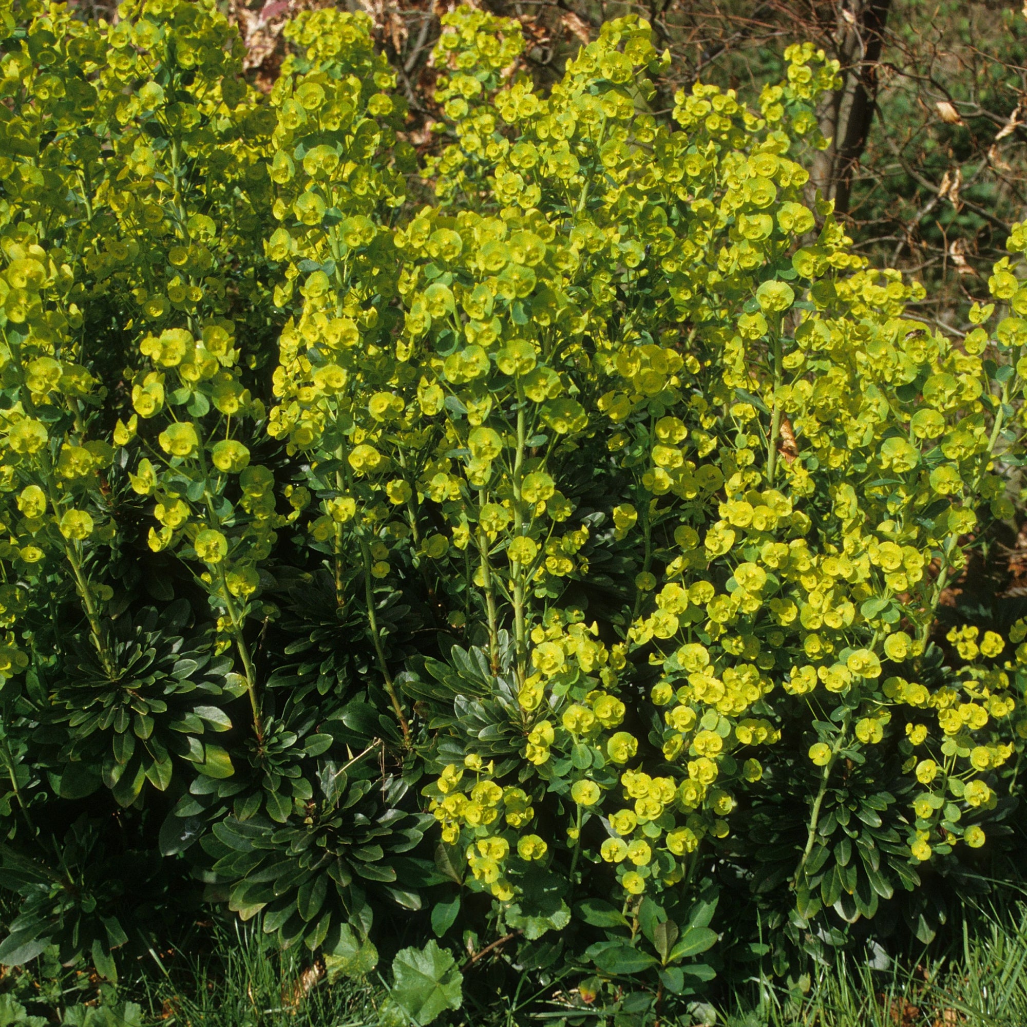 Euphorbia Robbiae 9cm Pot