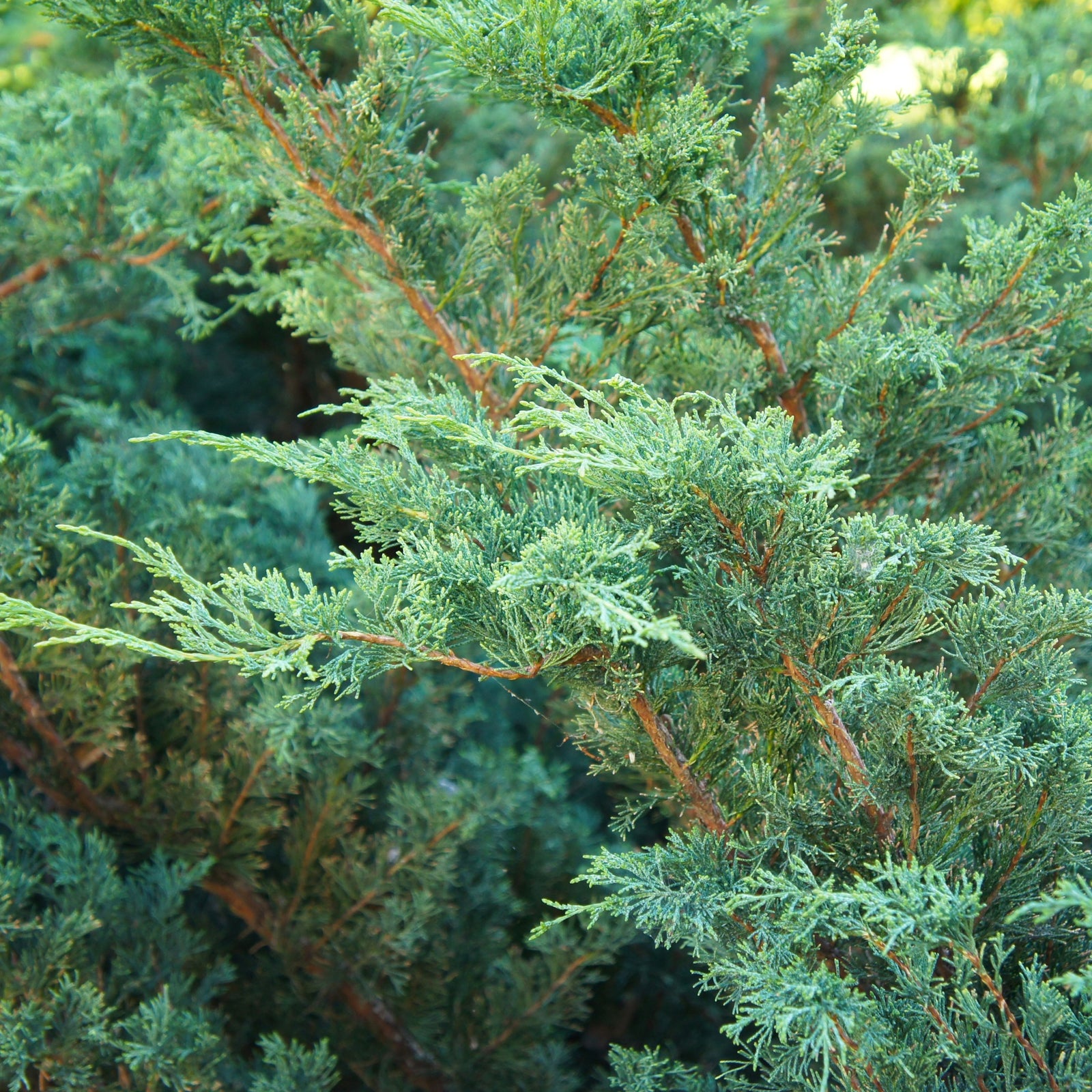 Close-up of Juniperus chinensis 'Blue Alps' 2L: dense, green branches with needle-like leaves and reddish-brown stems. This evergreen conifer adds lush texture and is perfect for low-maintenance gardens.