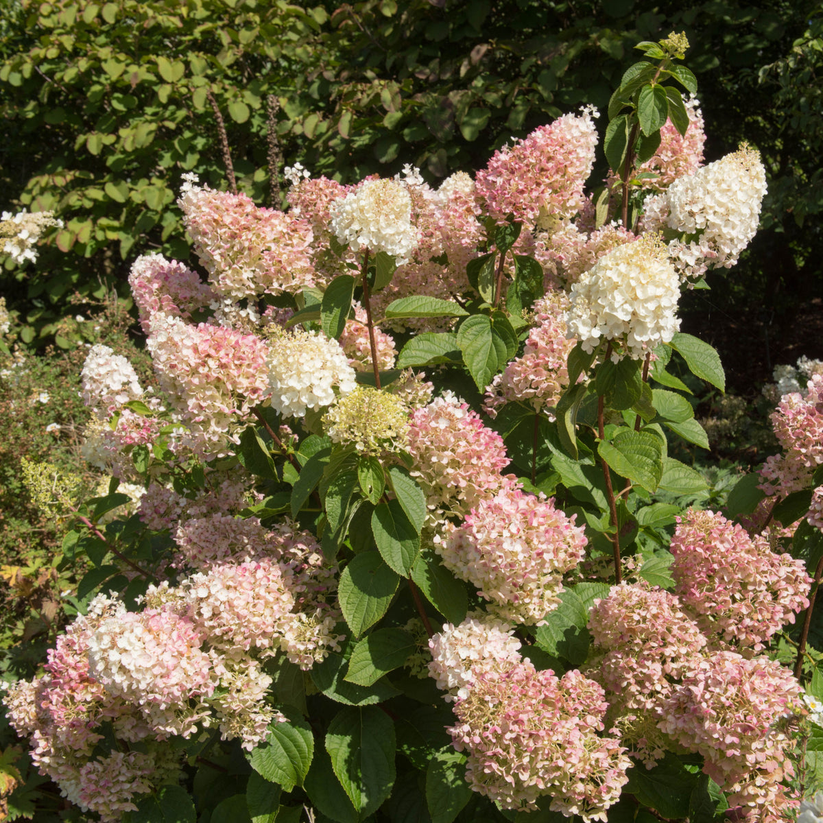 Hydrangea paniculata &#39;Silver Dollar&#39; 1.5/10L