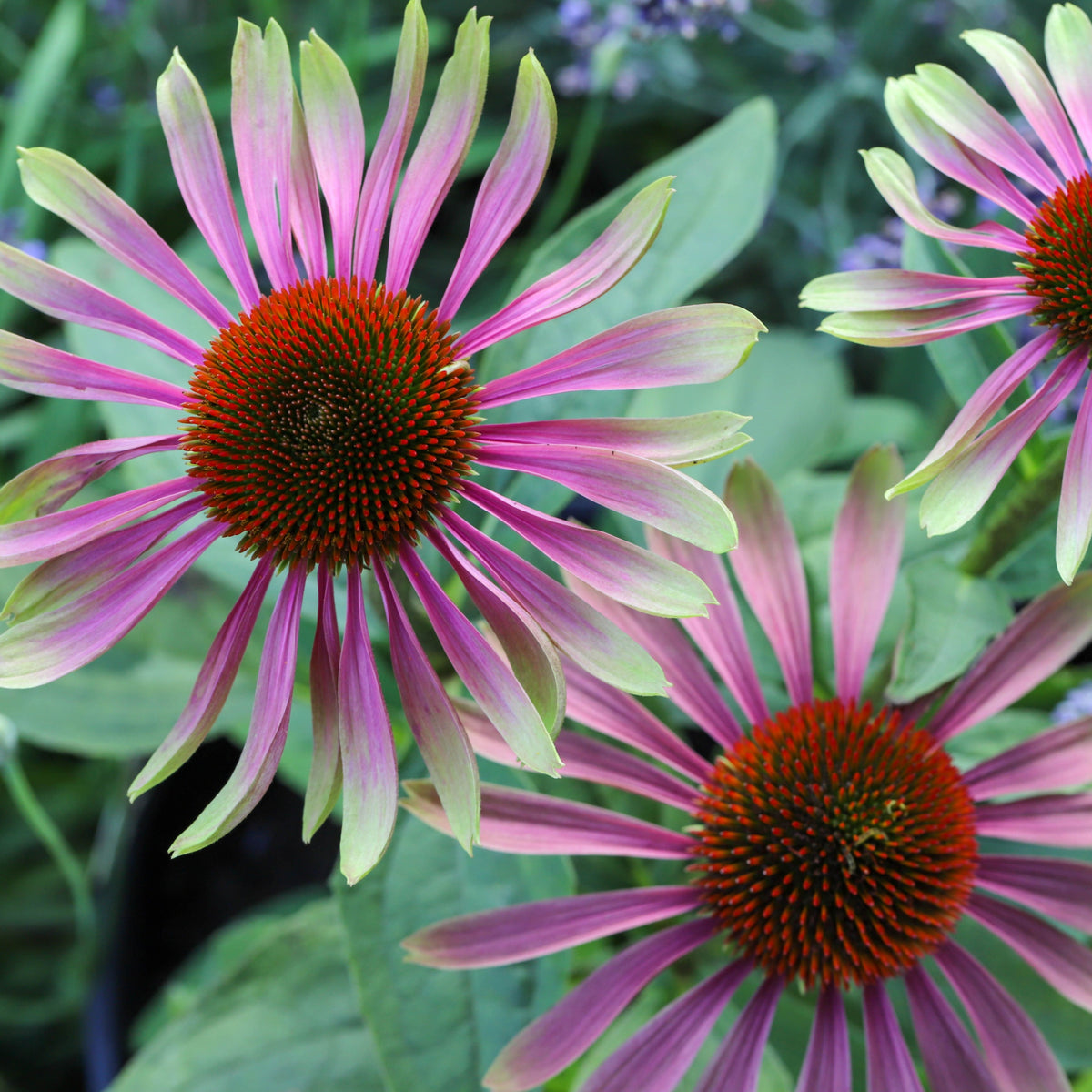 Close-up of three Echinacea purpurea &#39;Green Twister&#39; 9cm coneflowers, each with orange centers and narrow pinkish-purple petals, set among green leaves and softly blurred background foliage.