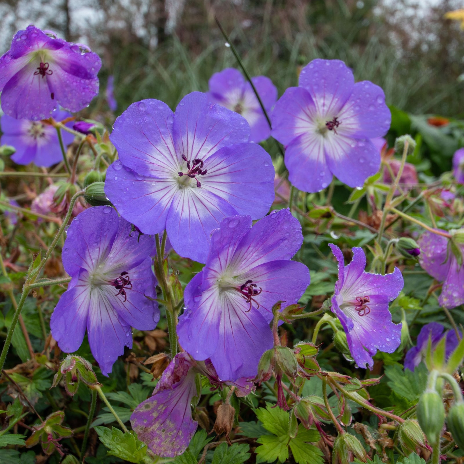 Close-up of Geranium 'Azure Rush' 3L, a vibrant perennial with delicate sky-blue flowers covered in water droplets, set among lush green foliage and a softly blurred grassy background.