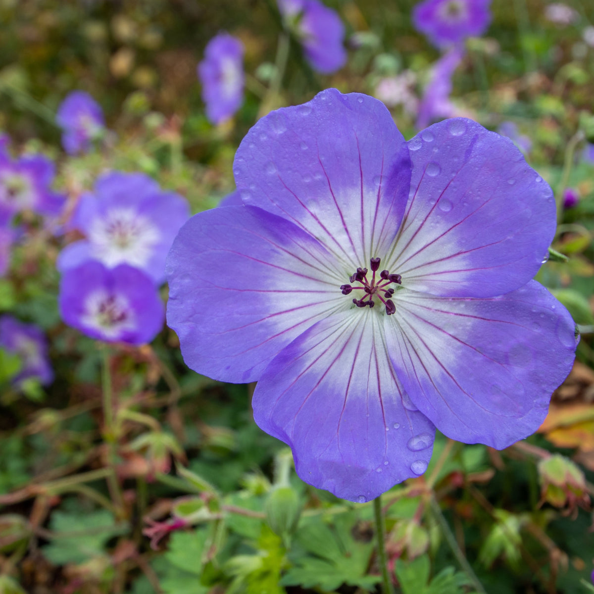 Close-up of Geranium &#39;Azure Rush&#39; 3L, a perennial with delicate veined petals and water droplets, surrounded by blurred purple flowers and lush green foliage.