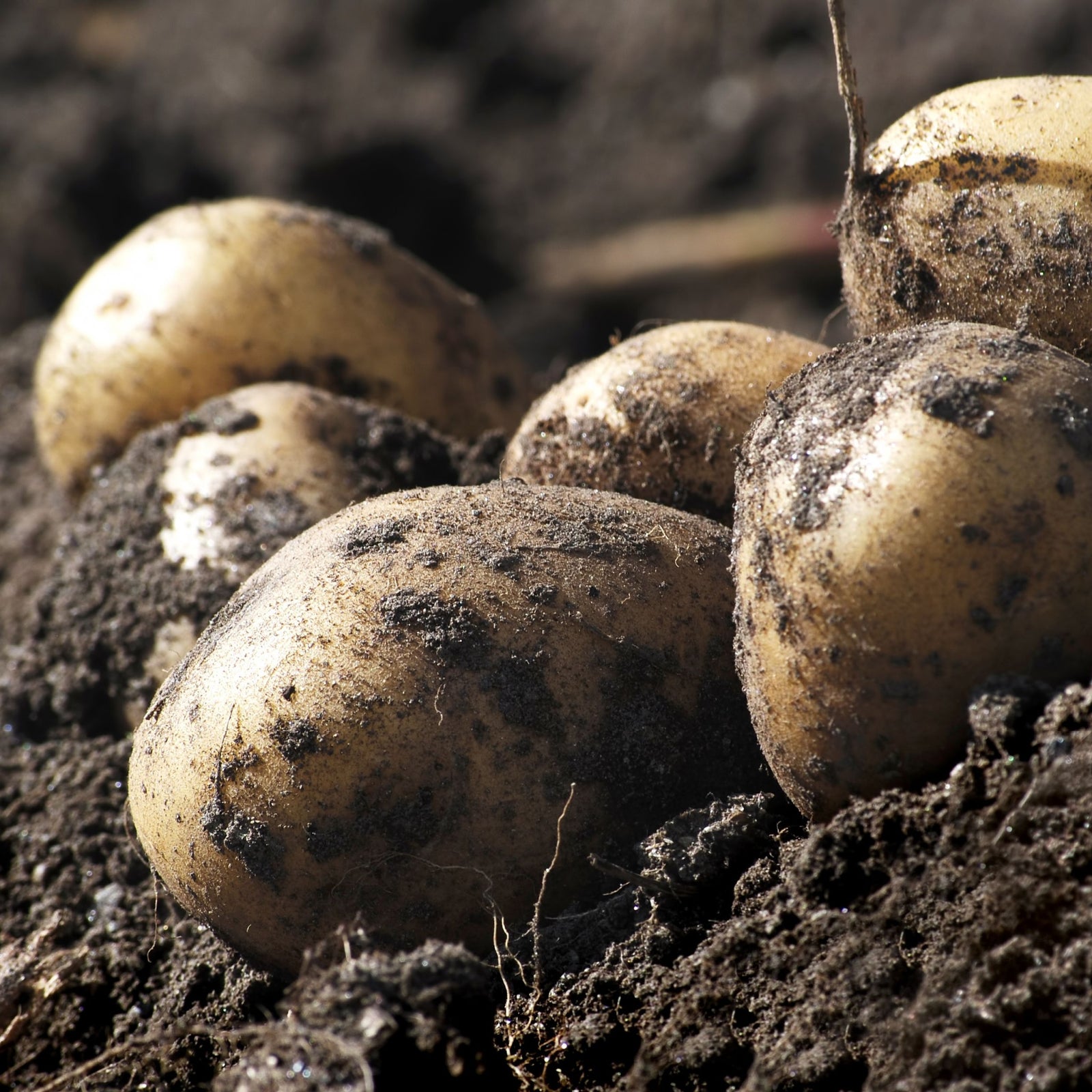 Freshly harvested Orla Seed Potatoes 2KG, prized for disease resistance, rest on dark, loose earth, partly embedded, with a blurred background highlighting the potatoes in the foreground.