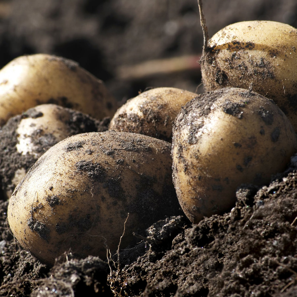 Winston Seed Potatoes 2KG: freshly harvested first early potatoes, still covered in soil and partially nestled in dark earth, their surfaces catching the sunlight.