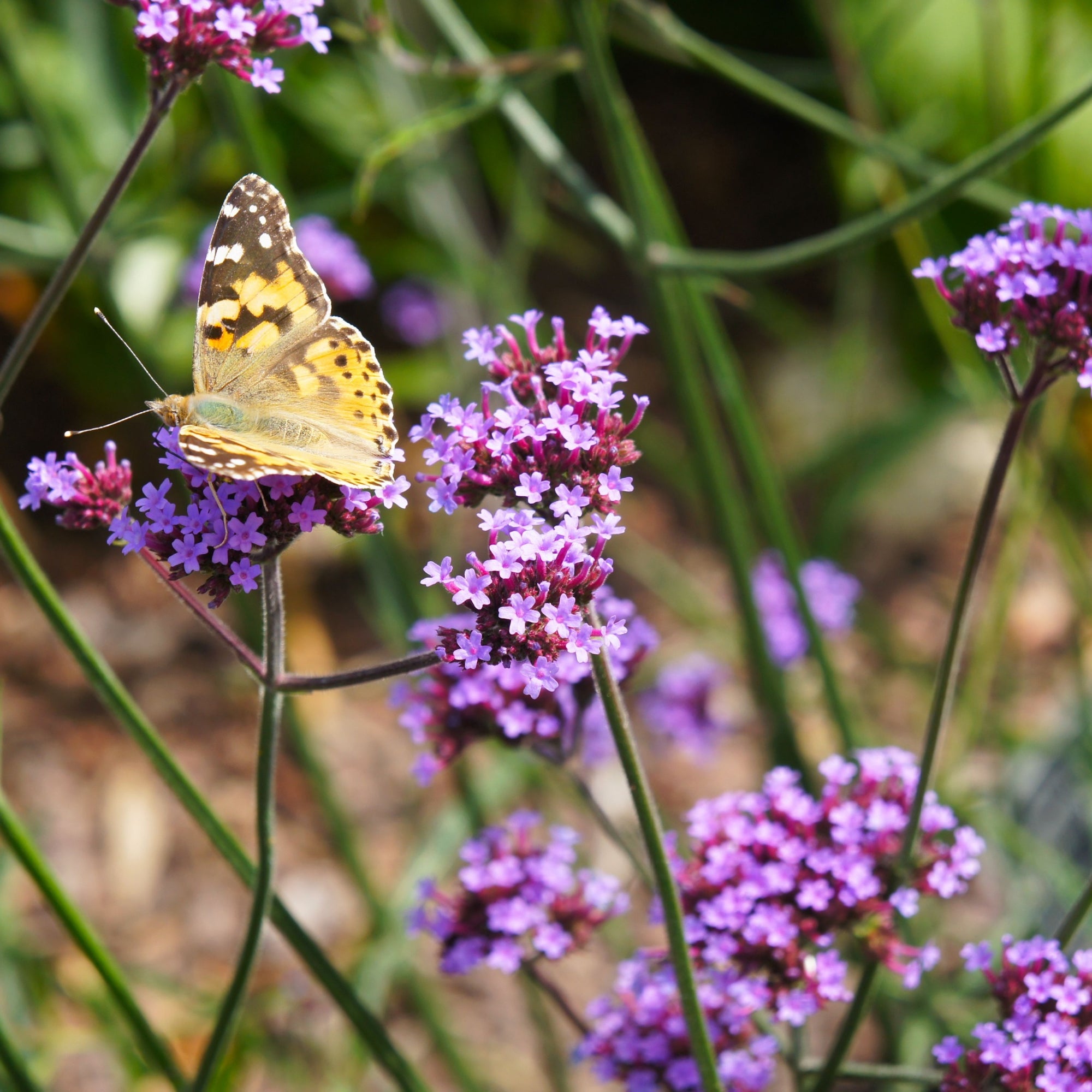 Verbena bonariensis 'Lollipop' (Young Perennial) PRE ORDER SPRING '26