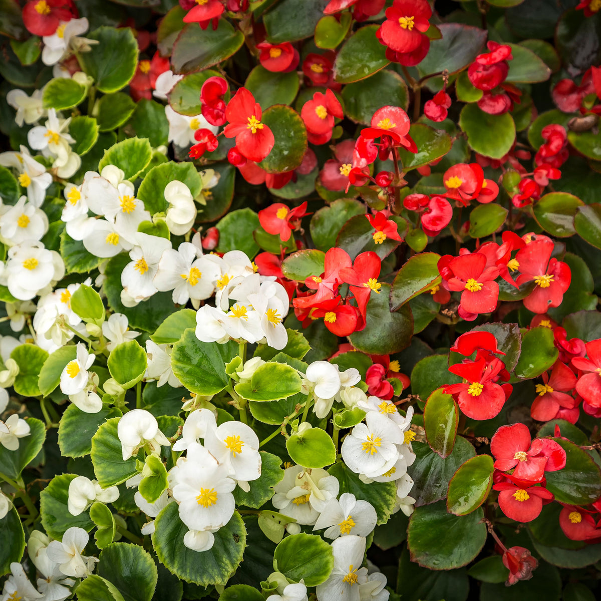 A tray of 20 Begonia semperflorens plants features blooming red and white flowers with lush green leaves, creating a vibrant and colourful display perfect for stunning garden arrangements.