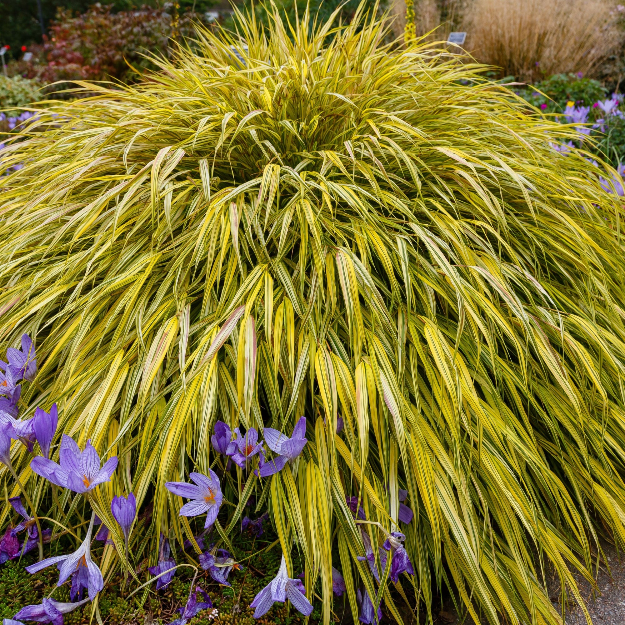 Hakonechloa macra 'Aureola' Grass 2L