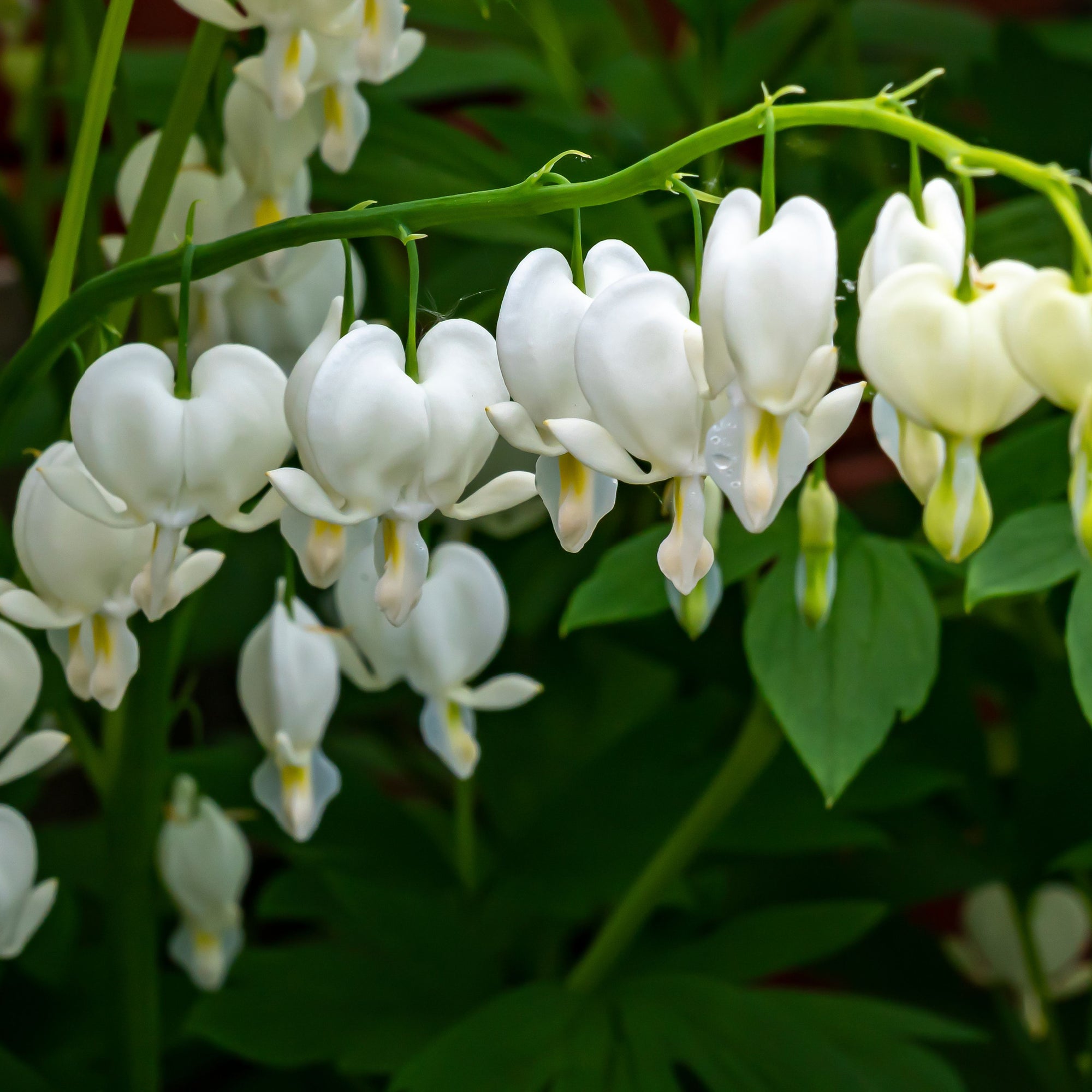 Dicentra spectabilis 'Alba' (Young Perennial) PRE ORDER SPRING '26