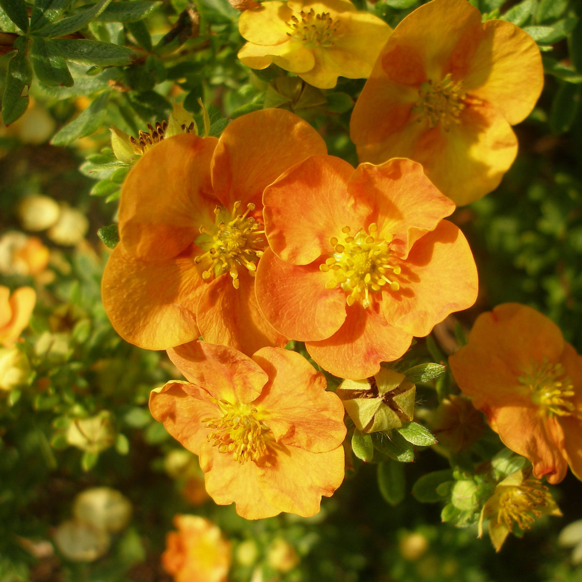 Close-up of vivid tangerine-orange flowers with five petals on Potentilla fruticosa &#39;Tangerine&#39; 1L, surrounded by green leaves and blooms. This deciduous shrub stands out in bright sunlight.