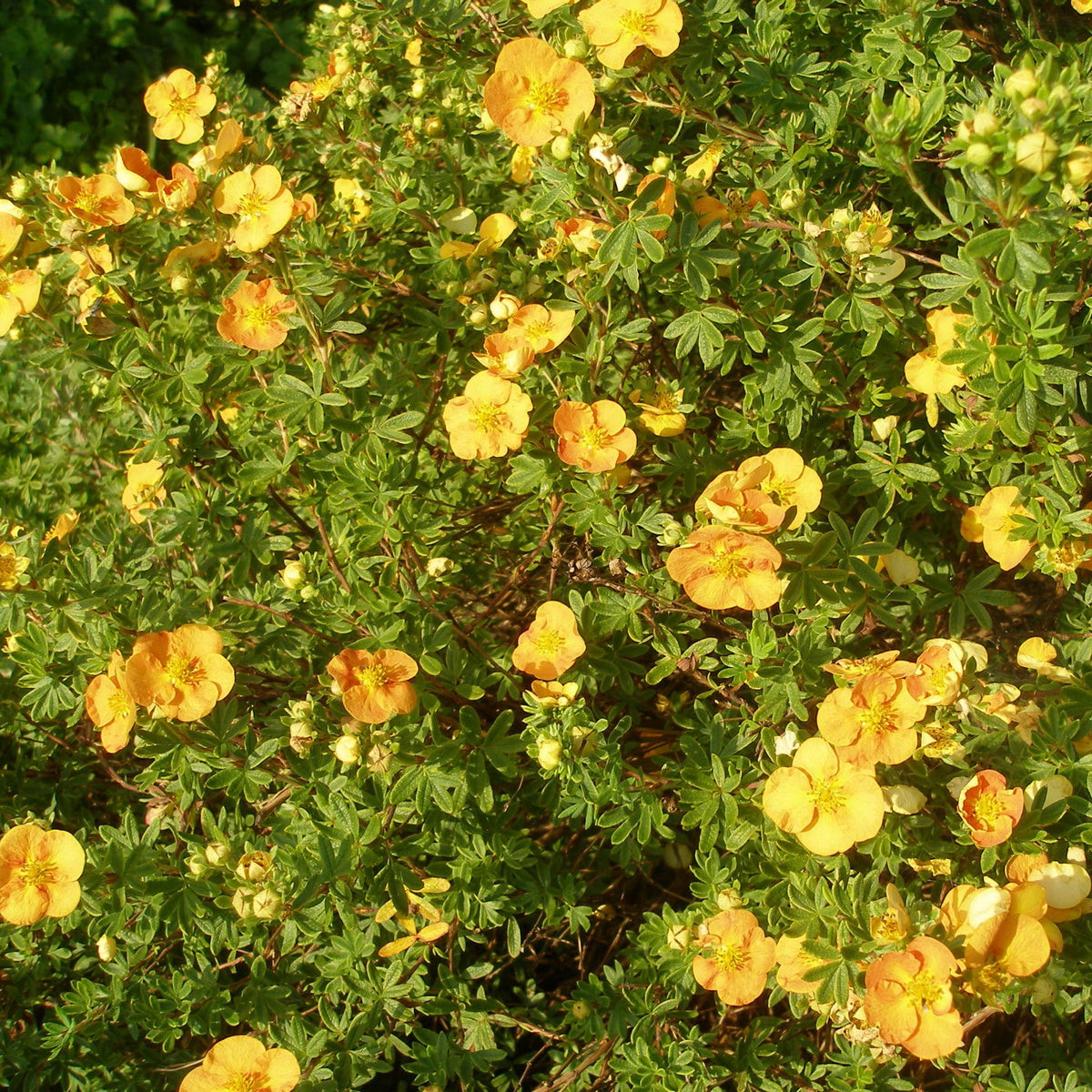 Potentilla fruticosa &#39;Tangerine&#39; 1L is a dense green deciduous shrub with small divided leaves and numerous five-petaled, tangerine-orange flowers that add vibrant color throughout the bush.