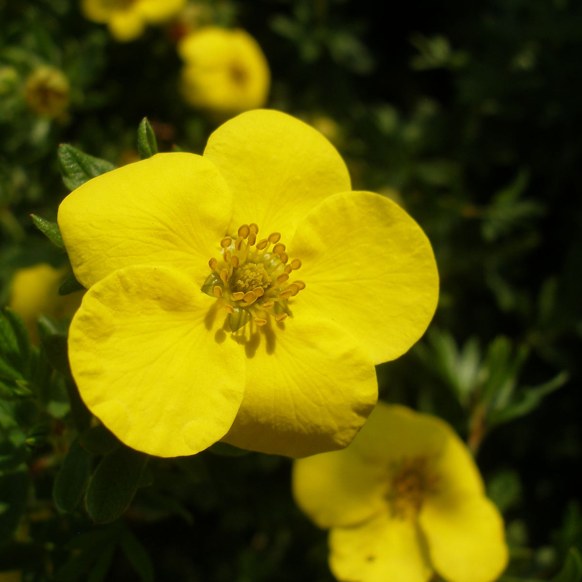 Close-up of a vibrant canary yellow Potentilla fruticosa &#39;Kobold&#39; 2L flower with five petals and yellow stamens, set against a dark green blurred background, with another bloom from this low-maintenance deciduous shrub partially visible.