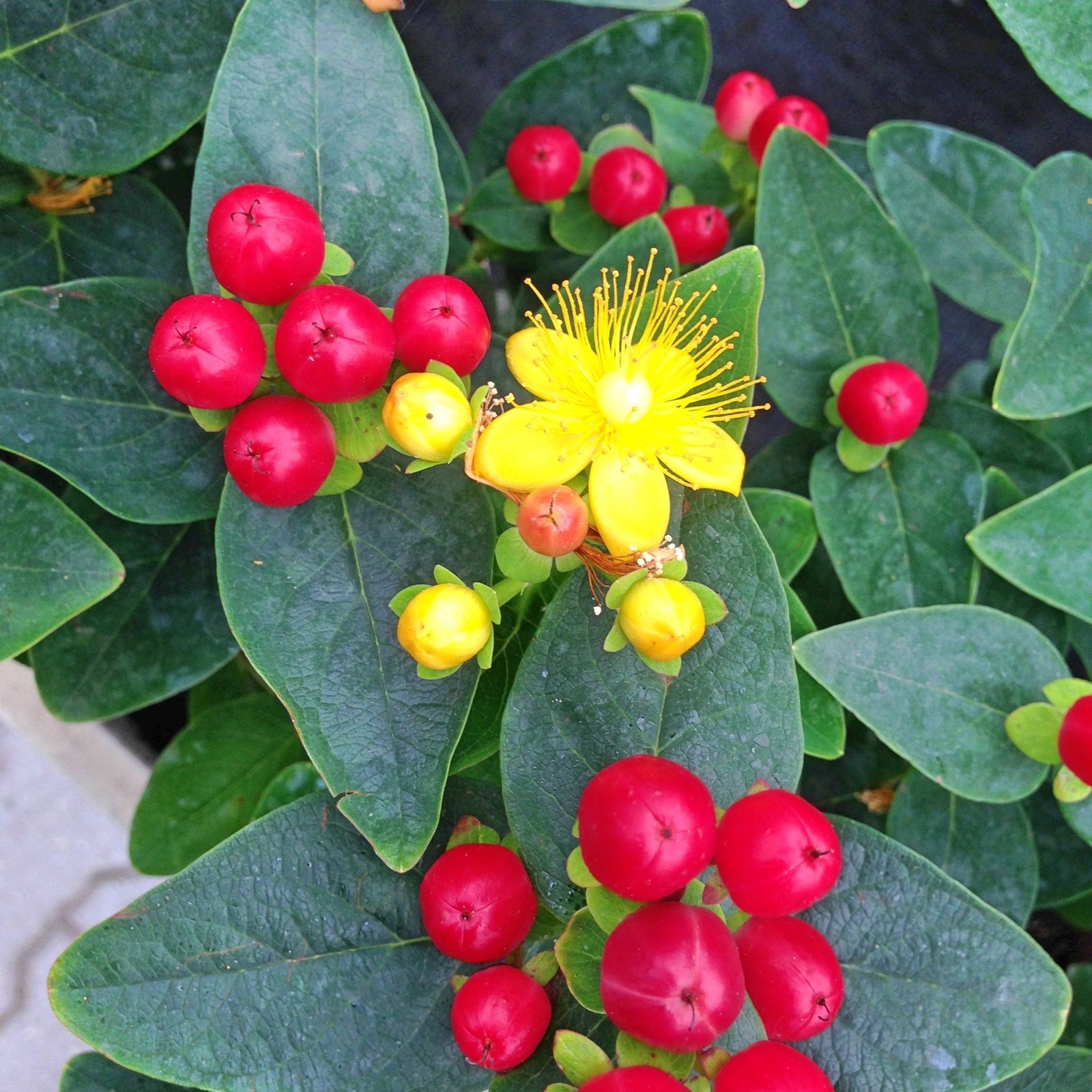 Hypericum 'Miracle Summer' 2L features bright yellow summer flowers with long stamens, ornamental red and yellow berries, and dark green oval leaves.