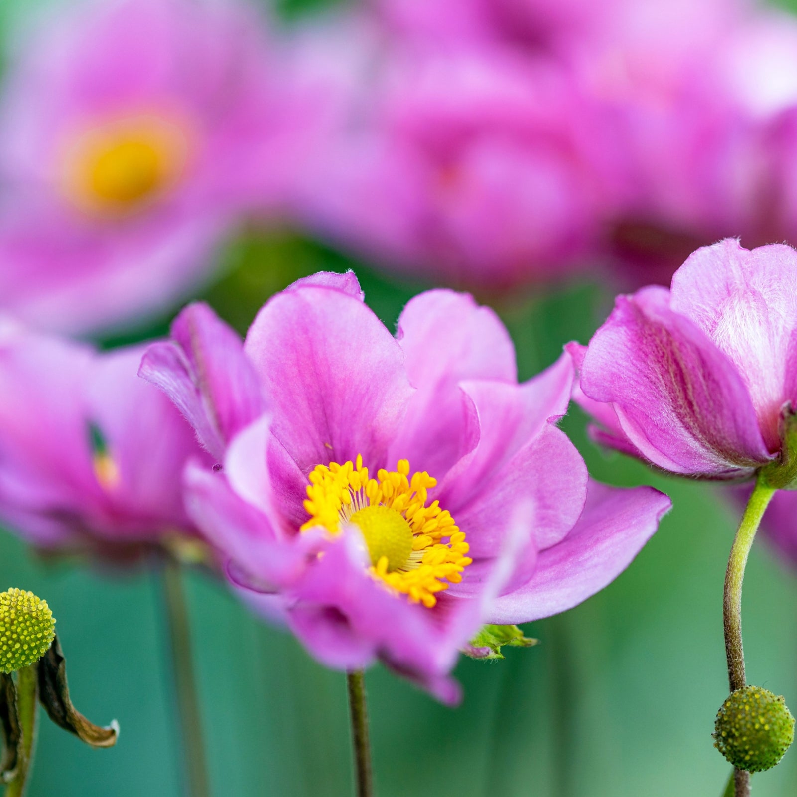Close-up of Anemone hupehensis 'Serenade' 2L, a perennial with delicate, slightly ruffled pink petals and a yellow center, set against blurred green foliage and other pink blooms in the background.