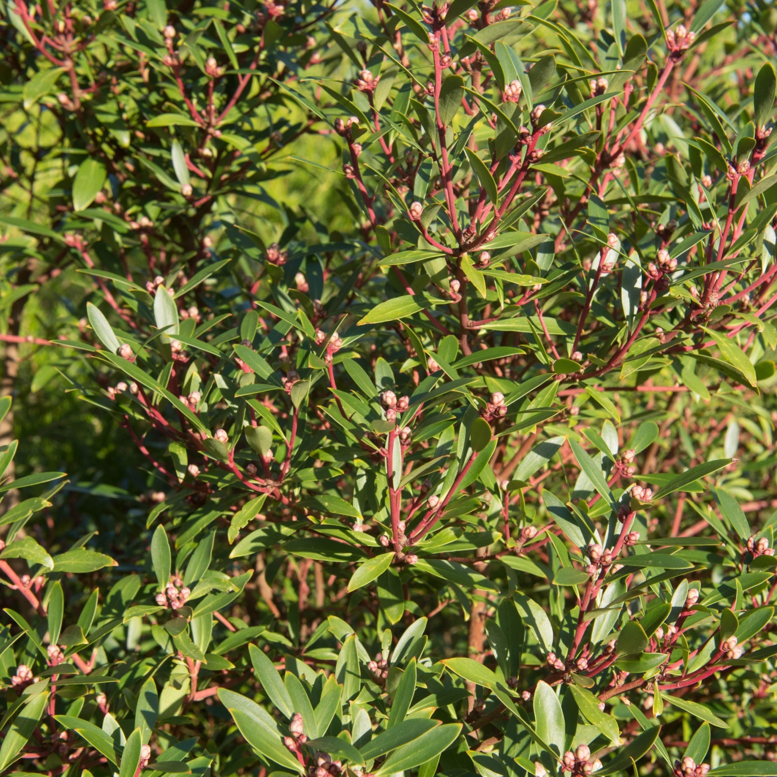 Drimys aromatica 3L is a dense evergreen shrub with narrow, glossy green leaves and reddish stems. Clusters of small pink flower buds and sunlight on the foliage give it a vibrant, healthy look.