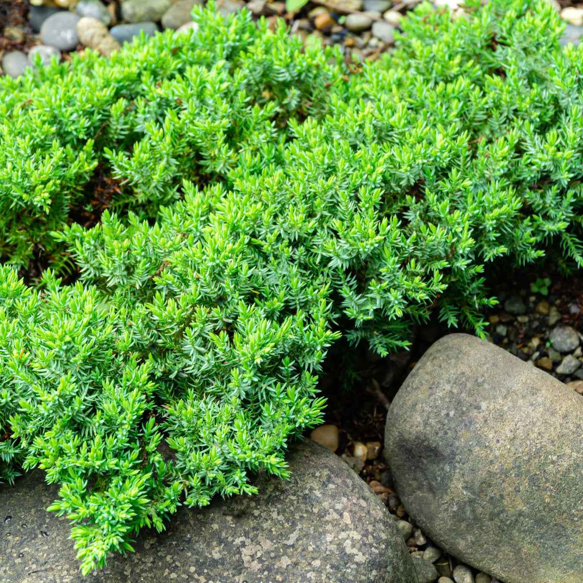 The Juniperus procumbens &#39;Nana&#39; 2L, with its blue-green foliage, creates a serene garden look as an attractive evergreen ground cover beside gray rocks and pebbles.