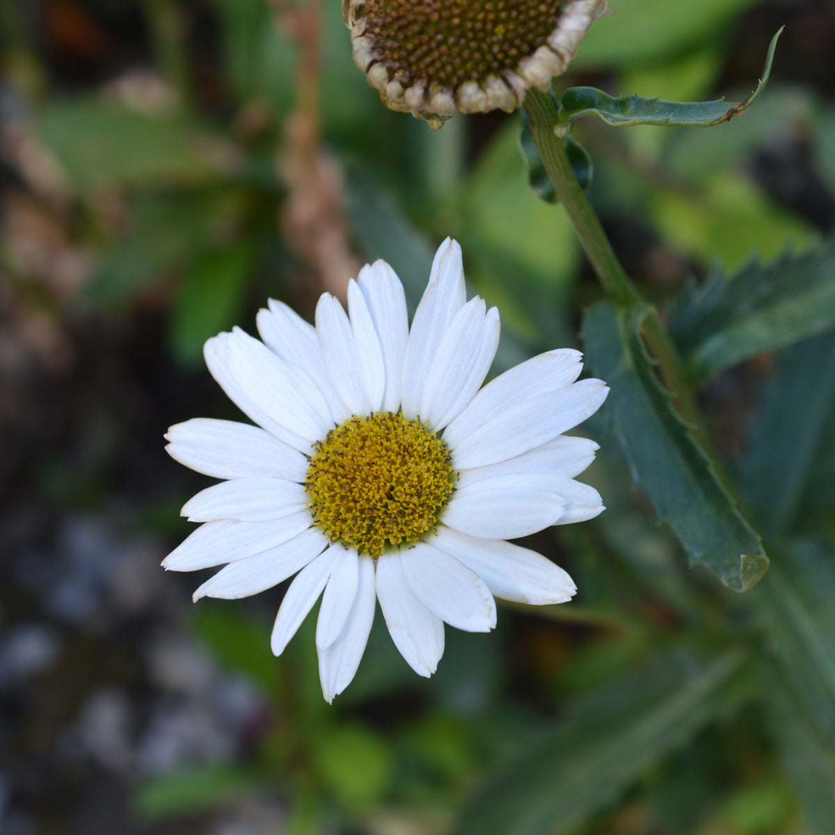 Leucanthemum &#39;Silver Princess&#39; 9cm