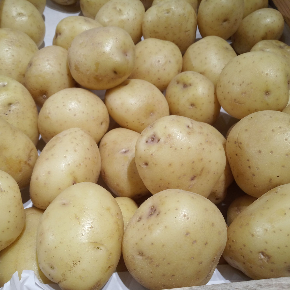 Nadine Seed Potatoes 2KG