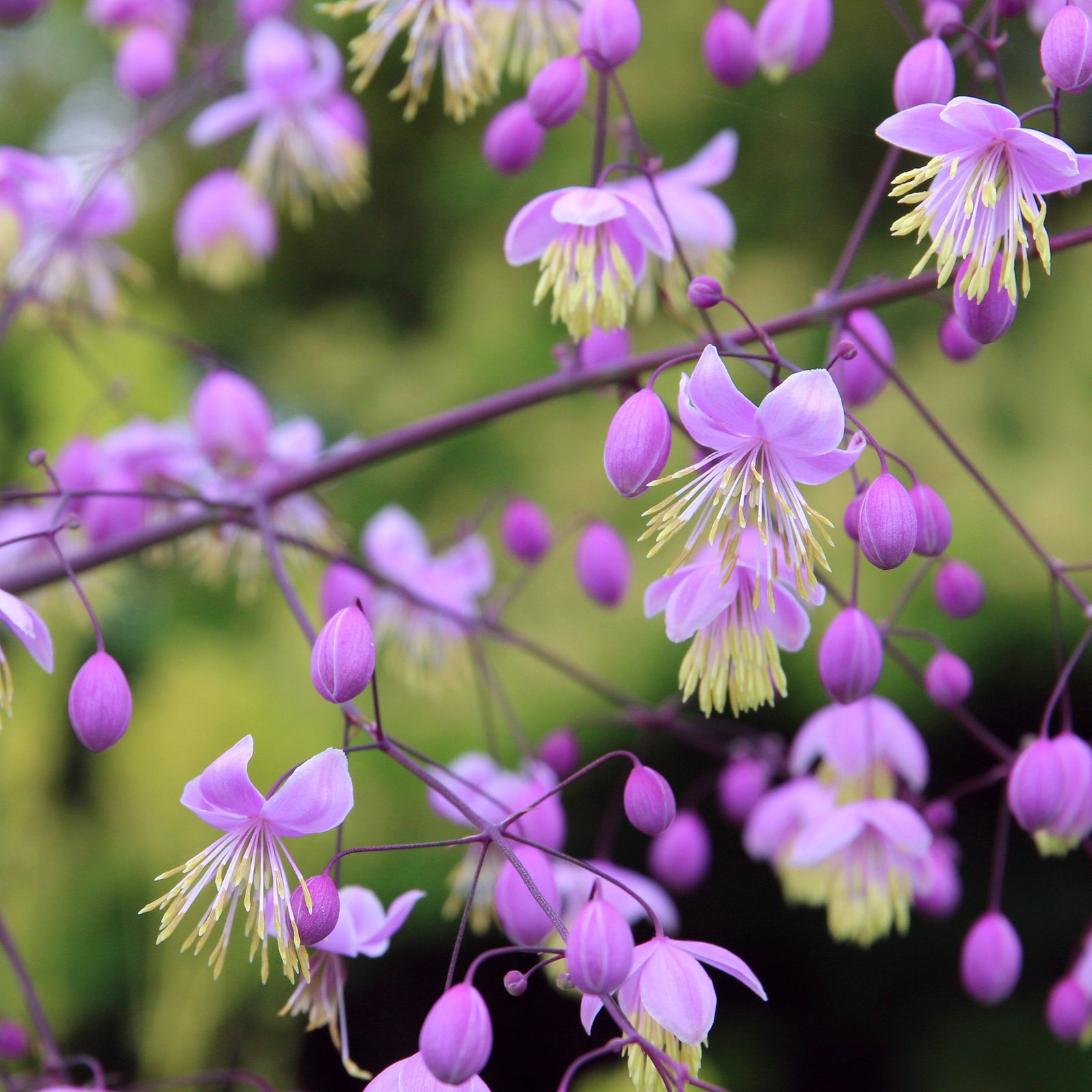 Delicate clusters of purple and lavender flowers with long yellow stamens bloom on slender stems, some open and others still in bud—this charming perennial is the Thalictrum delavayi 9cm.