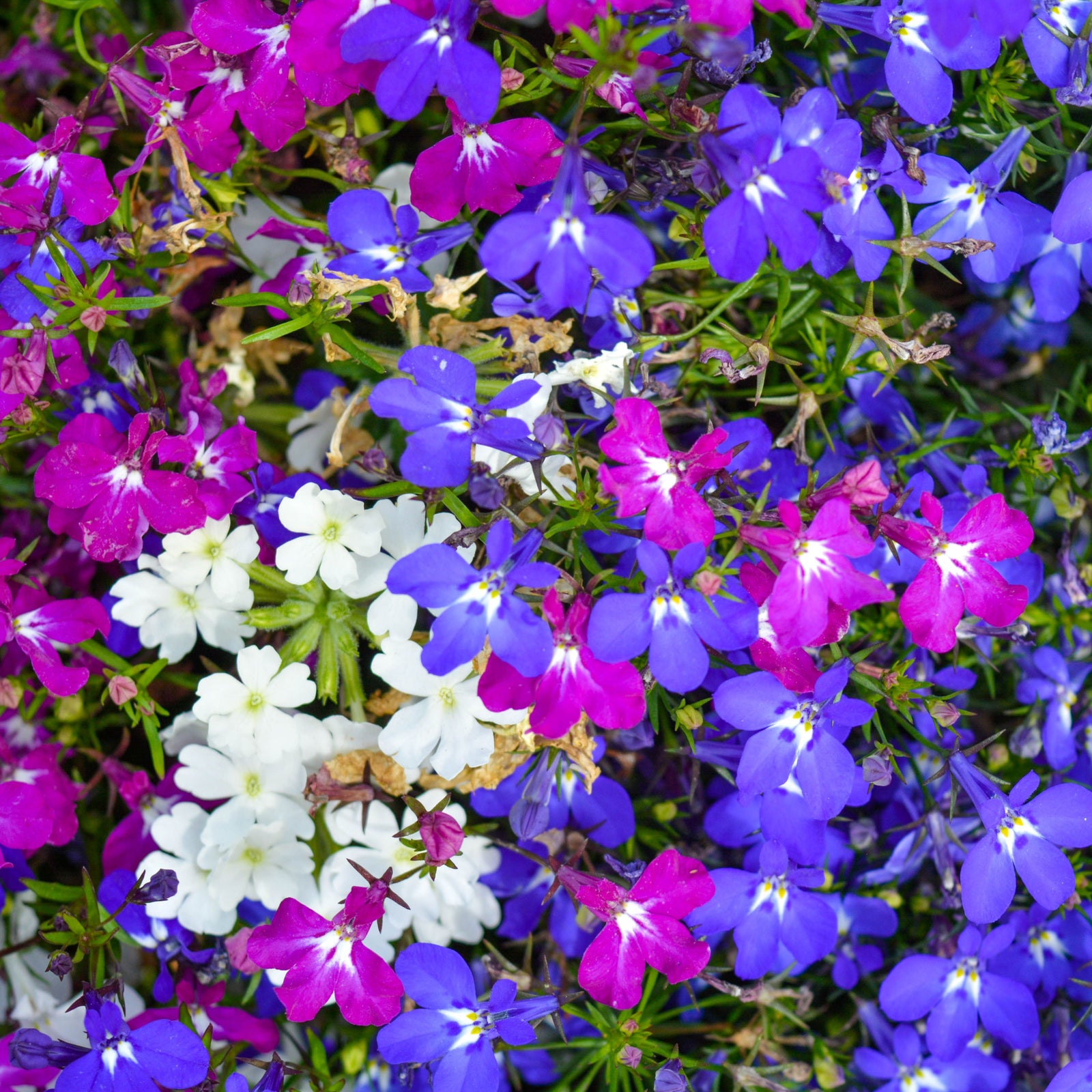 Bush Lobelia Mixed (Tray of 18) offers a vibrant mix of purple, magenta, and white blooms with green foliage, creating a lively garden display—perfect for adding instant colour with garden-ready plants.