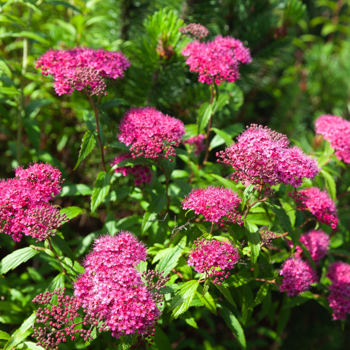 Spiraea Double Play &#39;Artist&#39; 3L features vibrant magenta-pink flower clusters atop green stems and leaves, creating a striking display in this deciduous shrub when highlighted by sunlight.