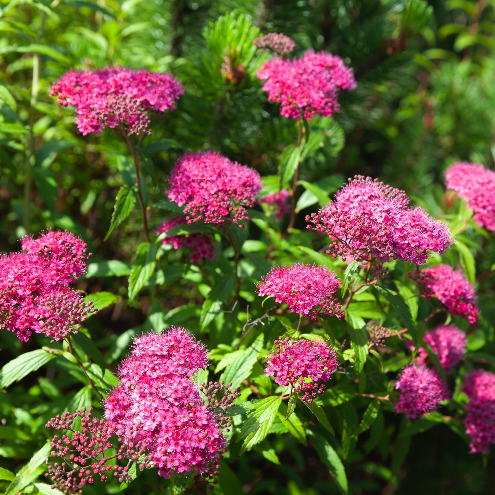 Spiraea Double Play 'Artist' 3L features vibrant magenta-pink flower clusters atop green stems and leaves, creating a striking display in this deciduous shrub when highlighted by sunlight.