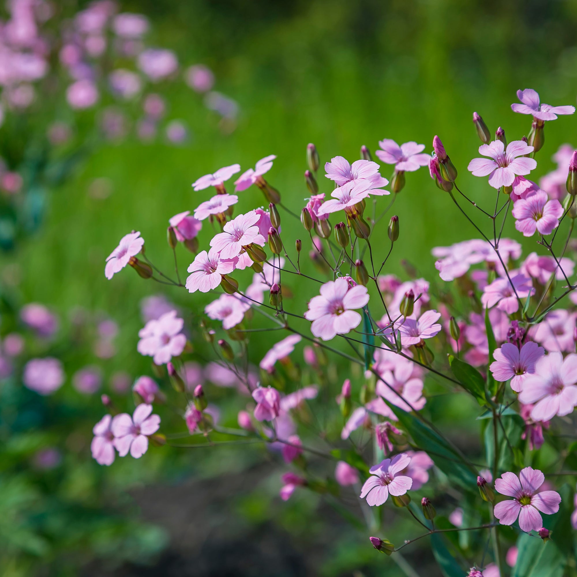 Gypsophila respens Filou Rose 9cm