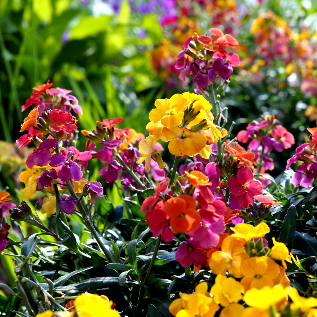 Erysimum &#39;Erysistible Sunset&#39; 9cm