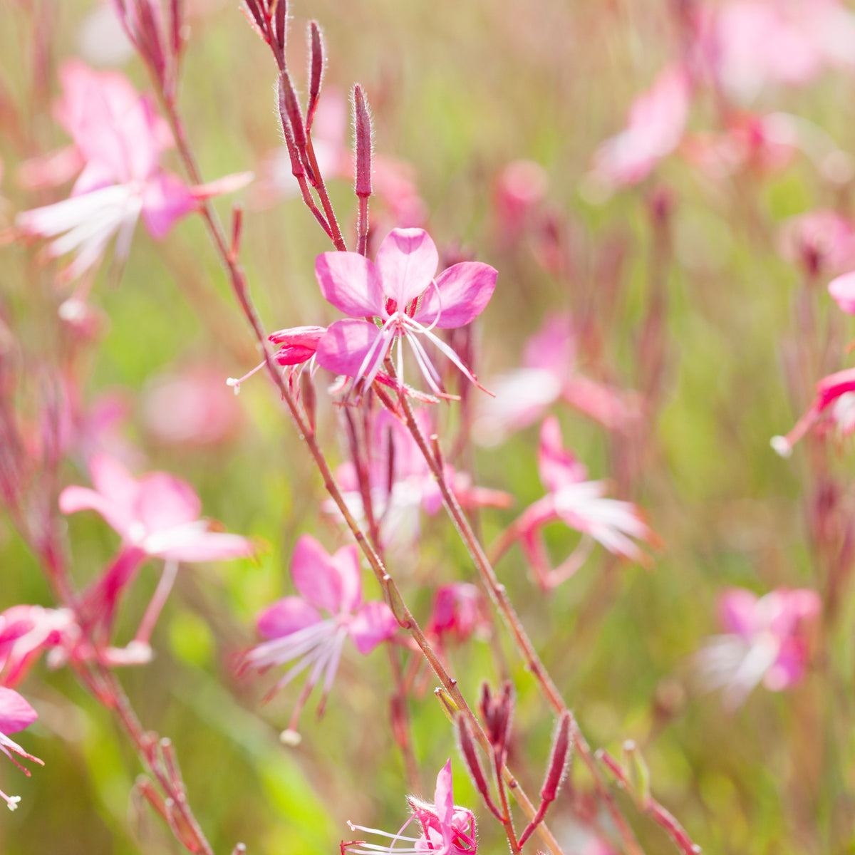 4 x Mixed Perennials – Pink, White &amp; Purple | 9cm Pots