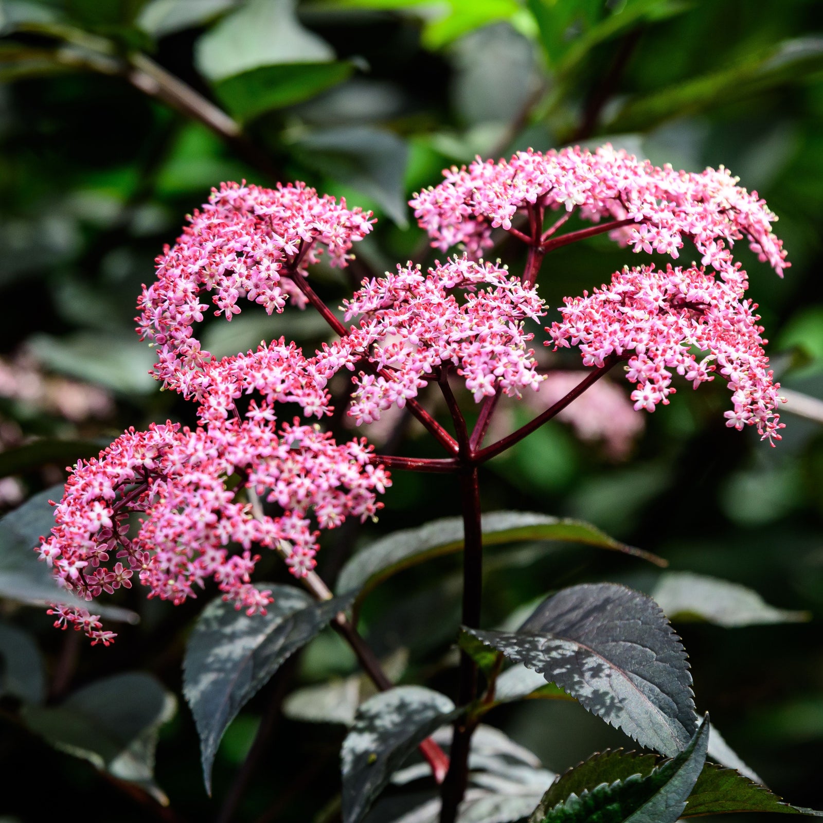 Sambucus nygra 'Black Beauty' 9cm / 3L