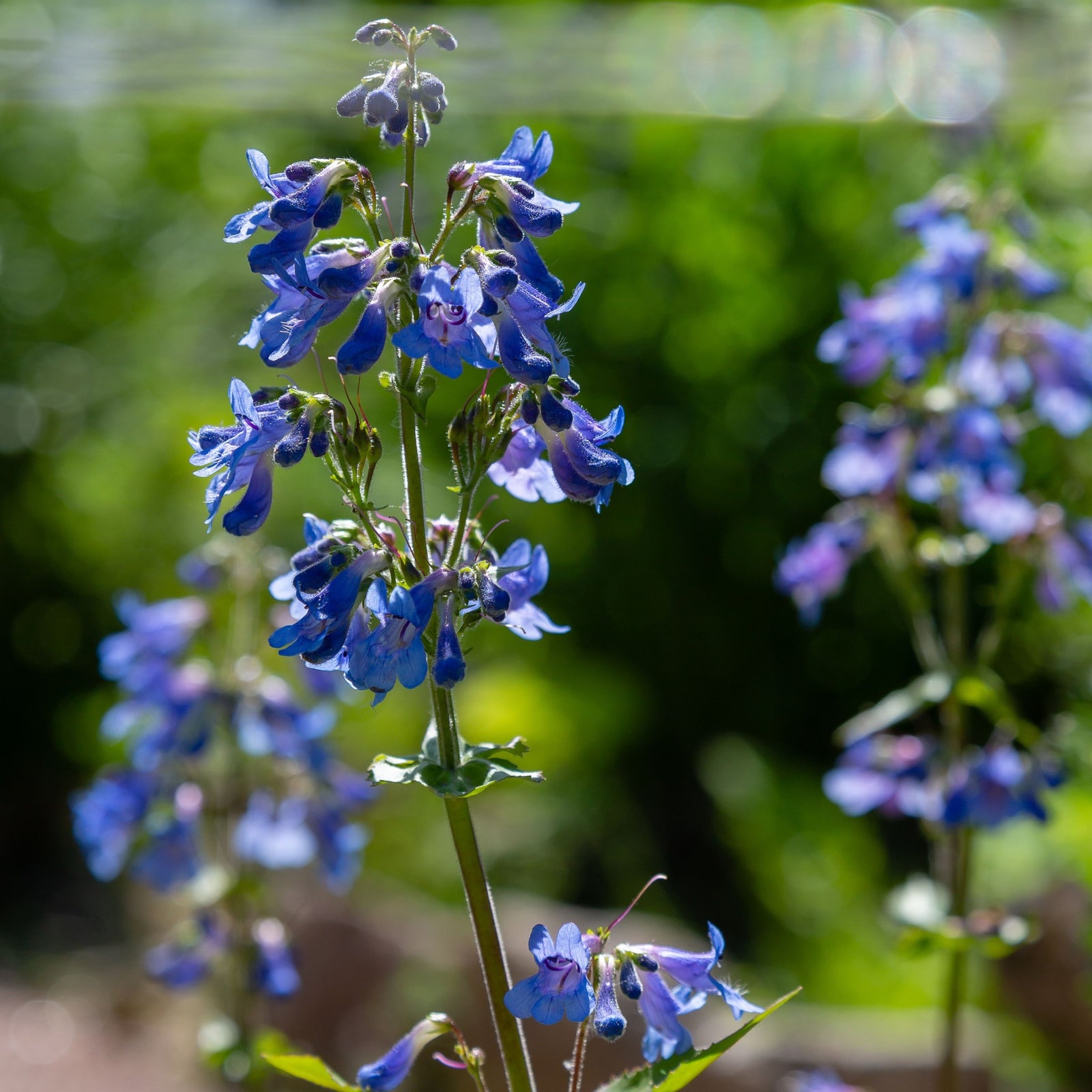 A close-up of Penstemon 'Heavenly Blue' 9cm, a blue perennial with clusters of small blossoms on tall green stems, shown in sunlight against a soft, green background.